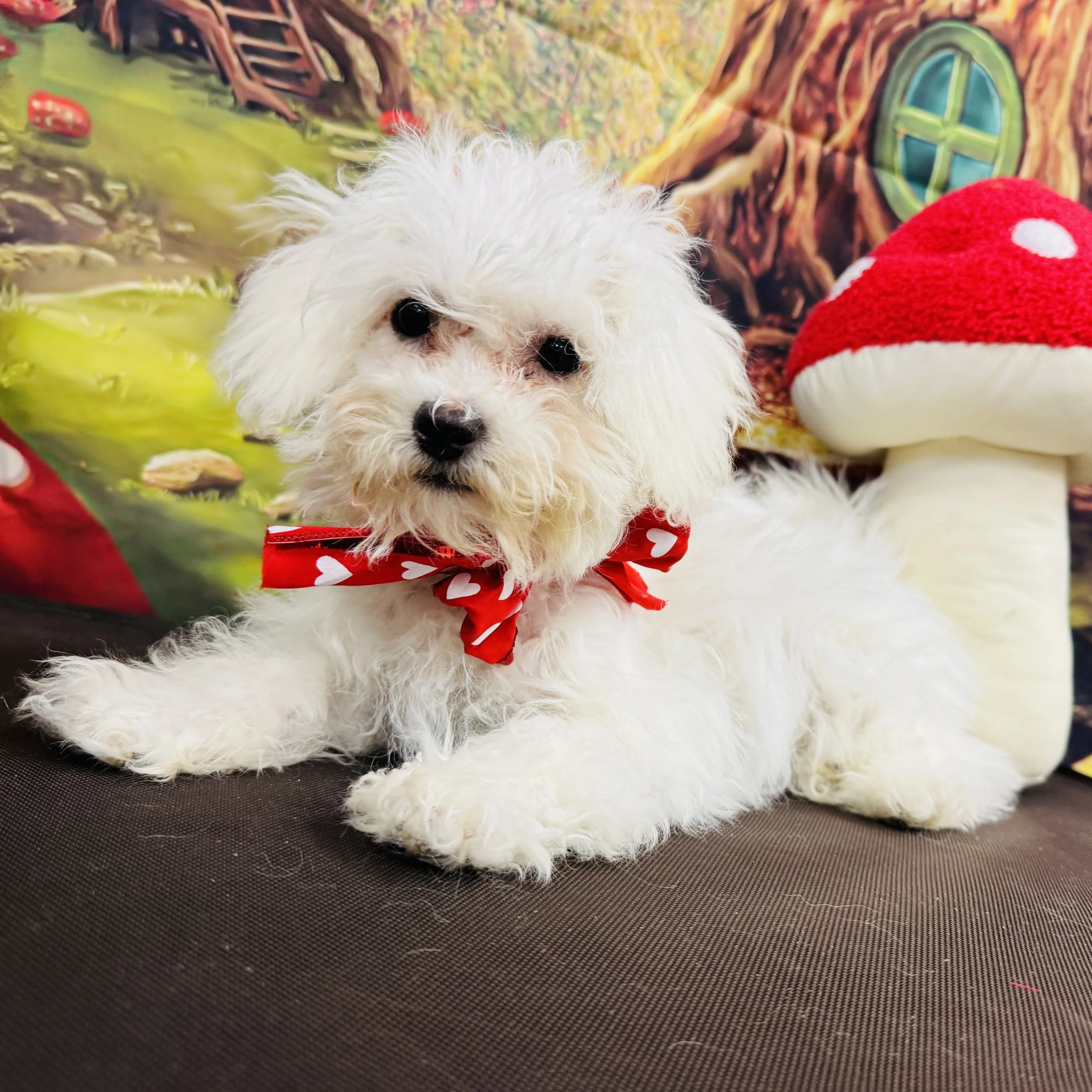 Bichon  "Dove"  5lb  Female  DOB  10/4/2025