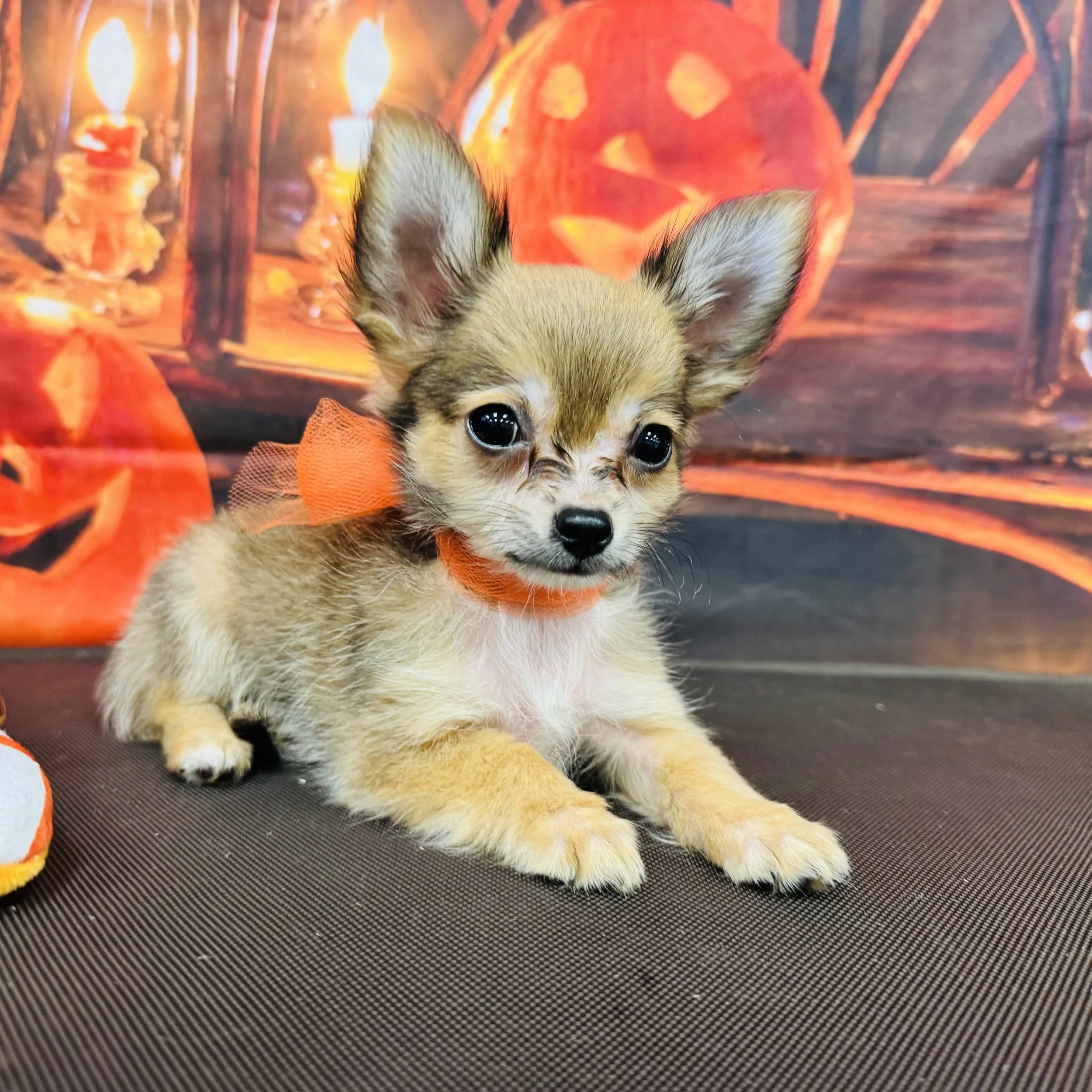 Chihuahua   "Neutered" :)   "Acorn"  2lb  Male  DOB  7/6/2026