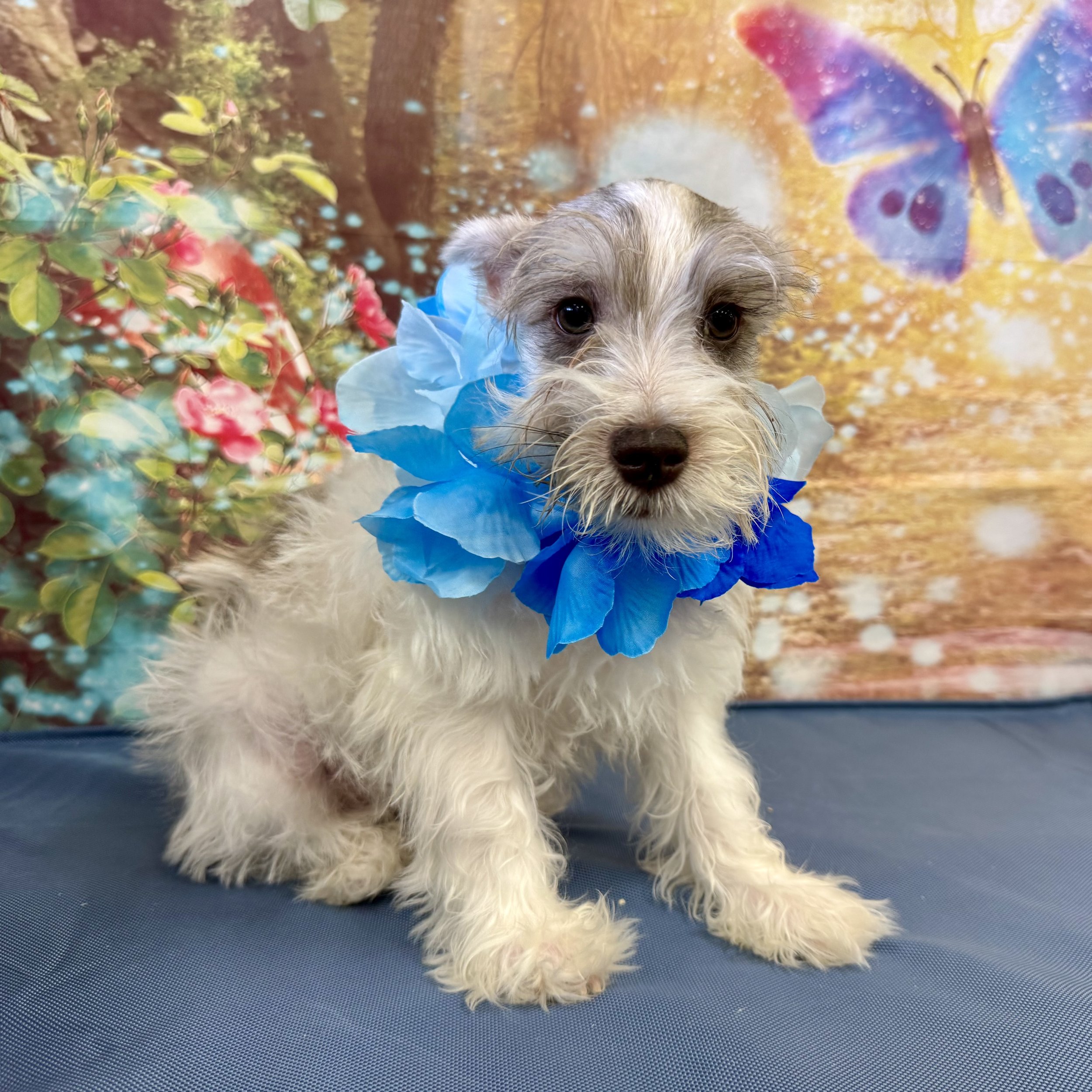 Mini Schnauzer  "Aspirin"  7lb  Male   DOB  5/15/2026