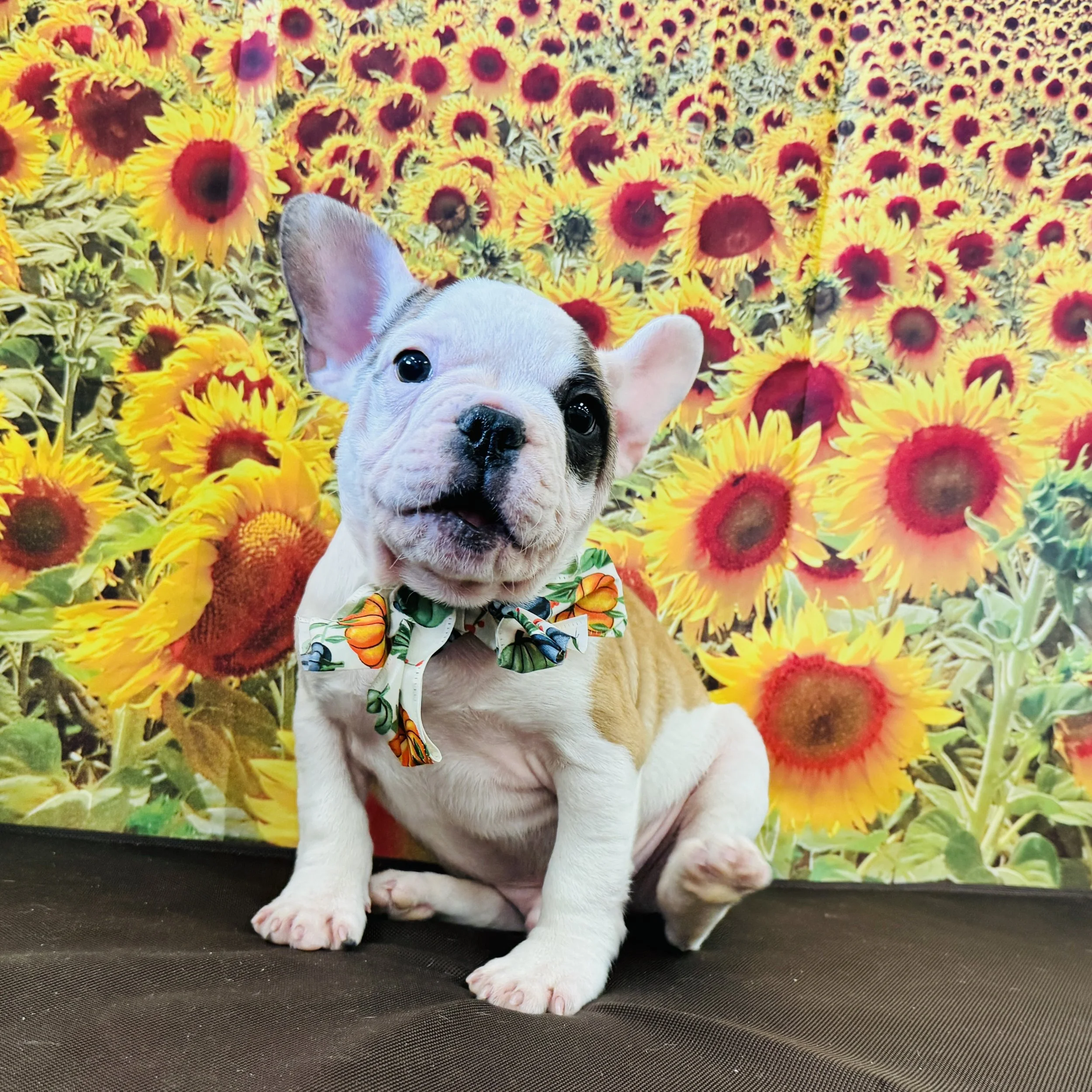 Frenchie "Pot Roast" 7lb Male DOB 6/30/2025