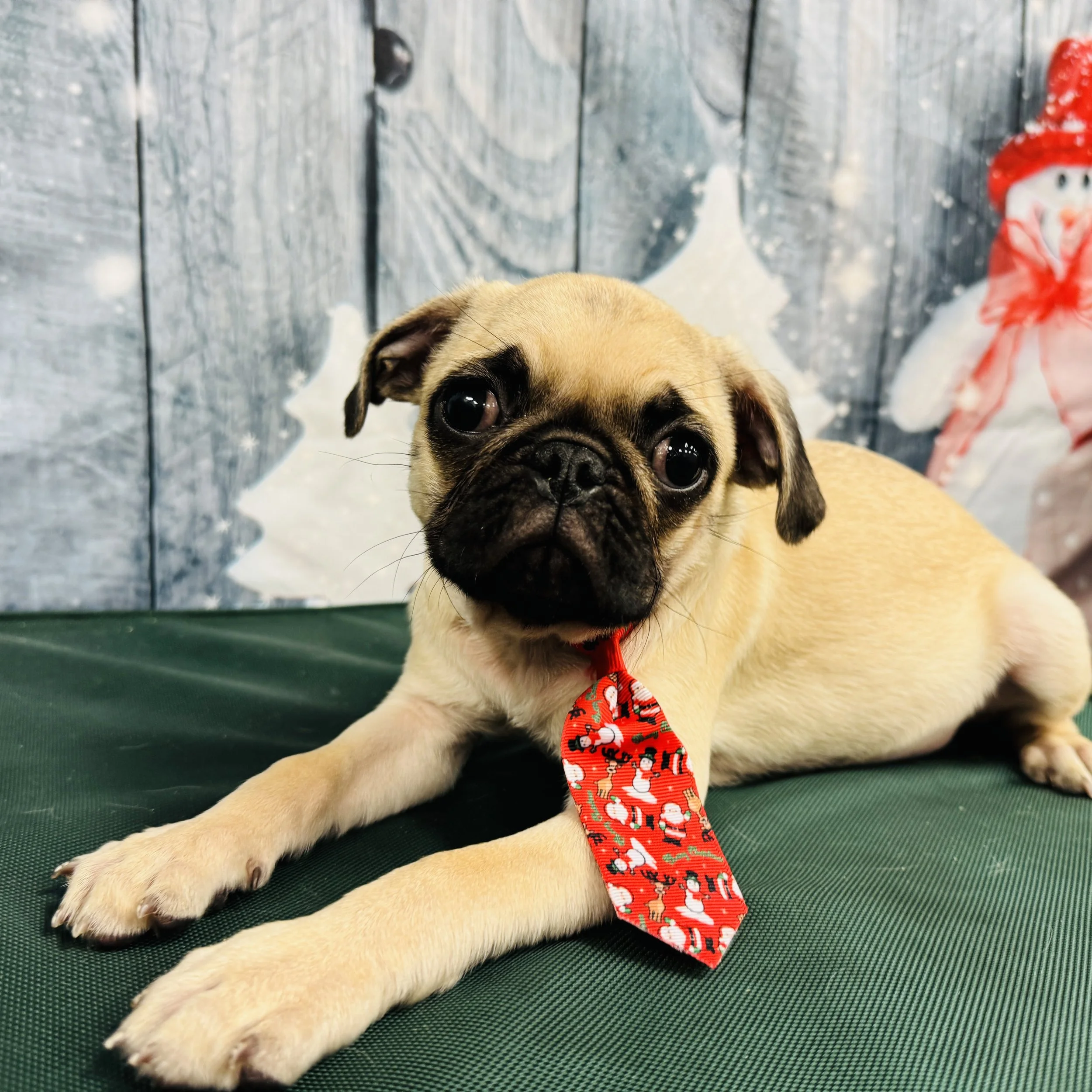 Pug  "Squash"  6lb  Male  DOB  8/26/2025