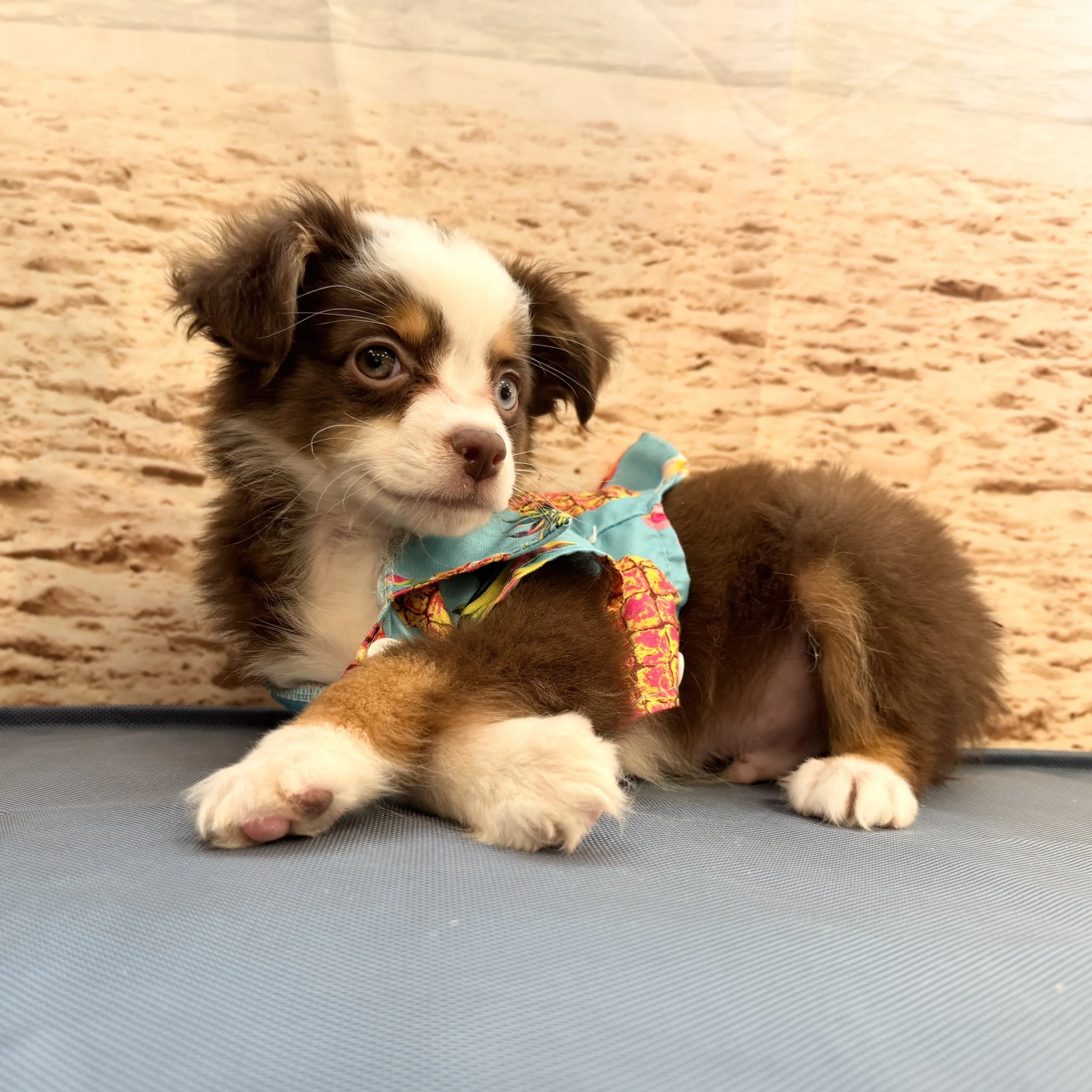Mini Australian Shepherd "Momo" 3lb Male DOB 5/16/2025