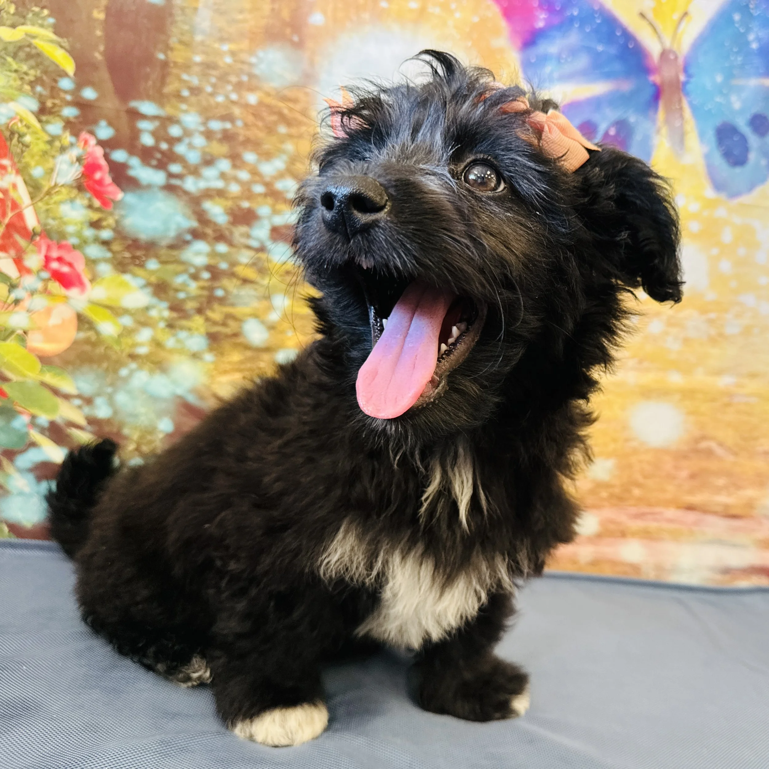 Corgidoodle  "Piper"  6lb  Female  DOB  3/30/2026