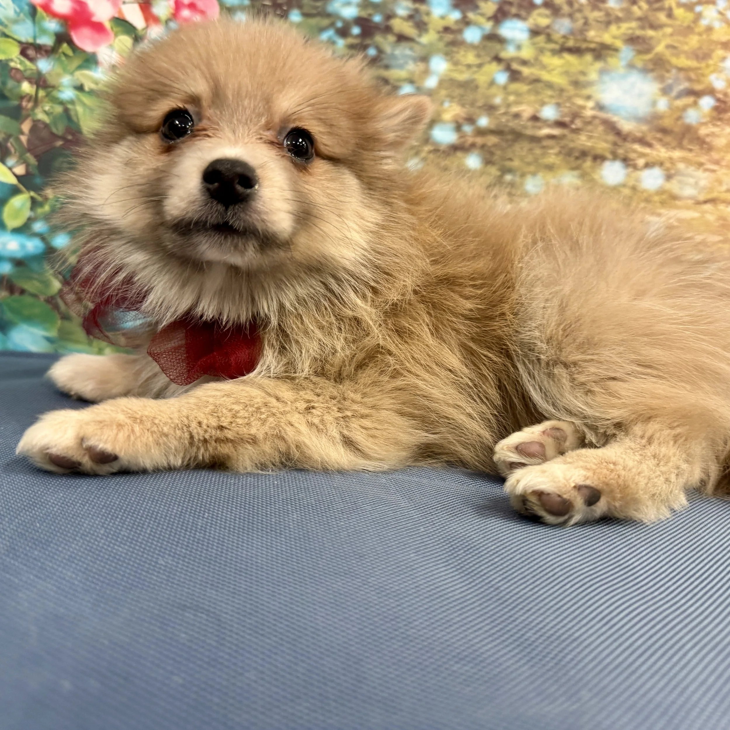 Pomeranian  "Carrots"  3lb  Male  DOB  2/14/2026