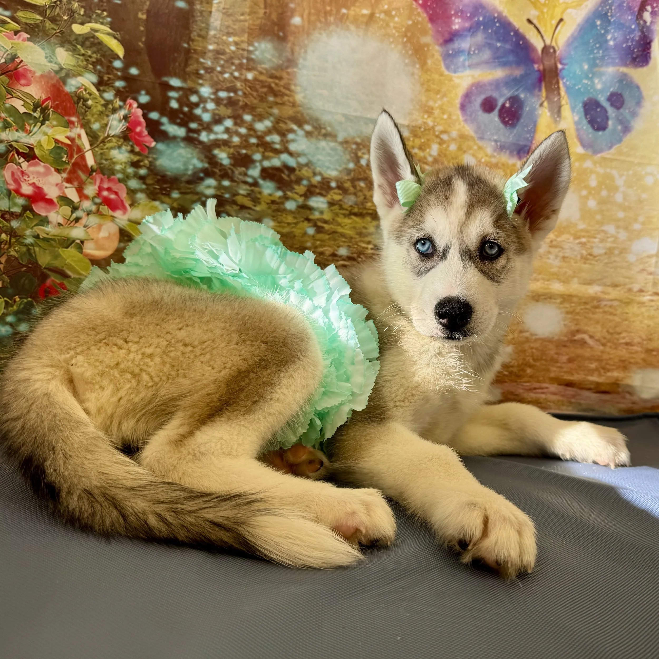 Husky  "Sunny"  11lb  Female  DOB  4/22/2026
