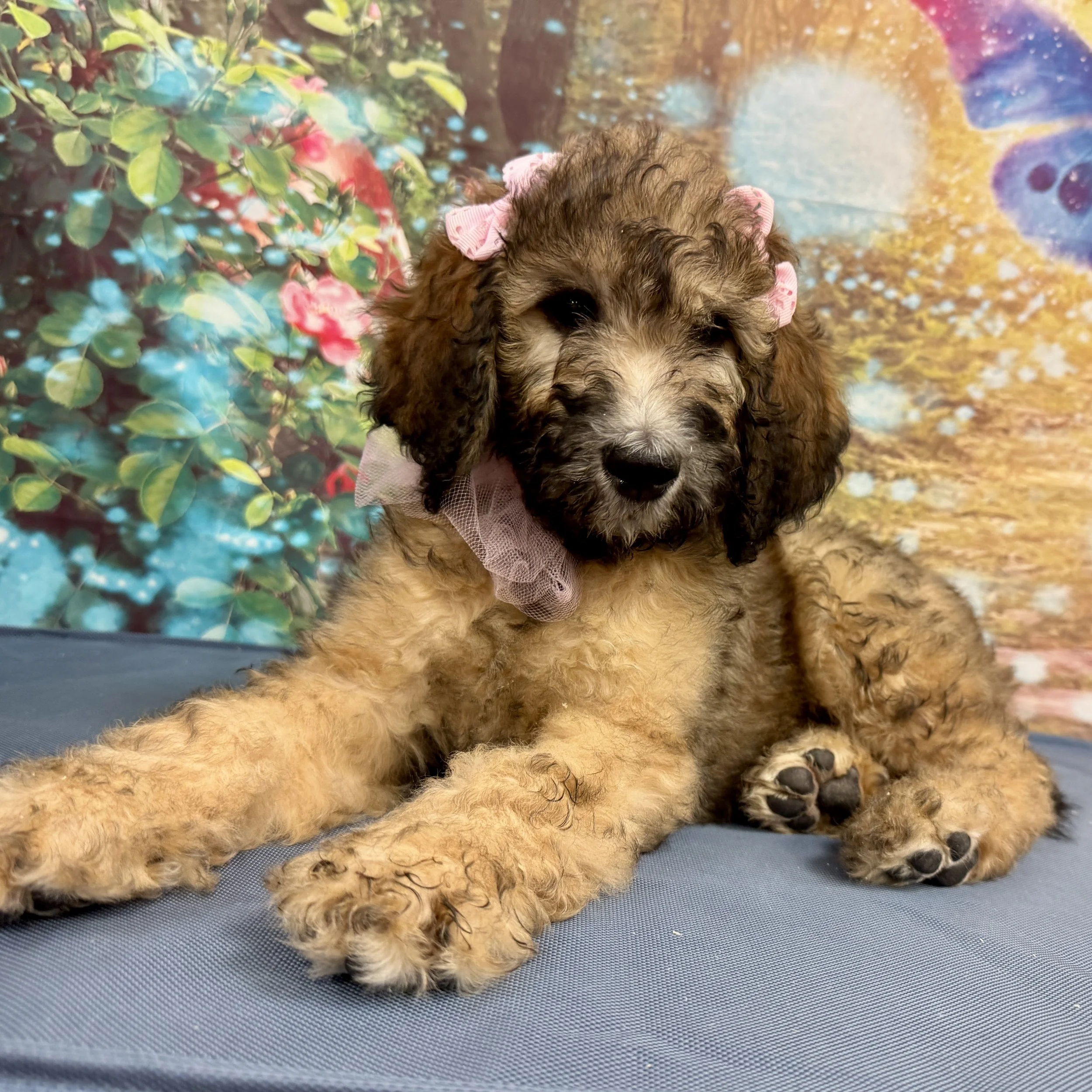 Standard Poodle "Juniper"  9lb  Female  DOB  2/17/2026