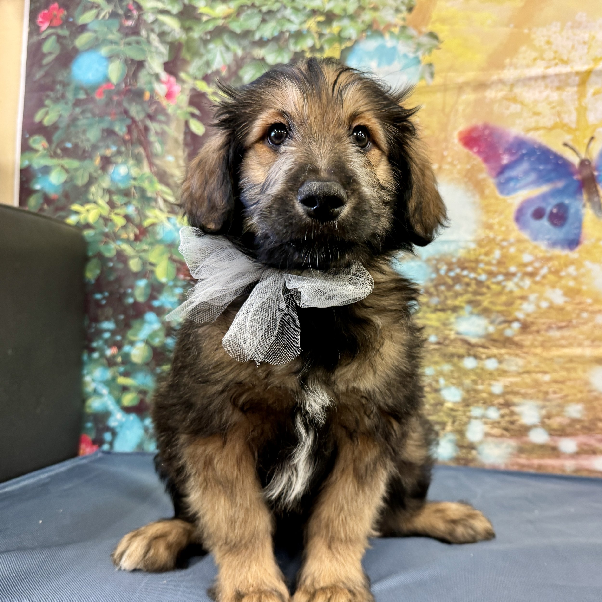 Mini Aussiedoodle  "Archer"  11lb  Male  DOB  2/15/2026