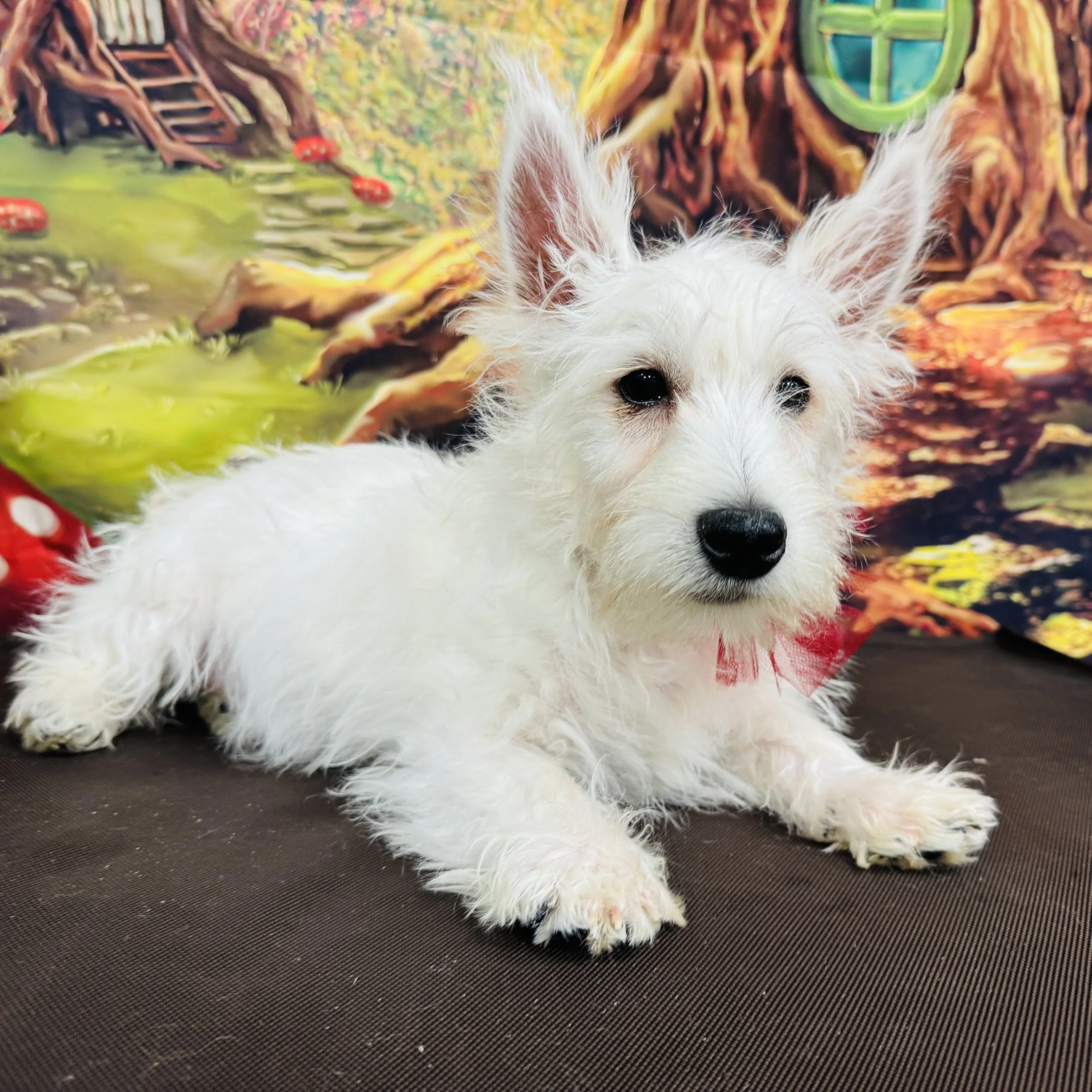 Westie  "Blitzen"  8lb  Male  DOB  10/15/2025