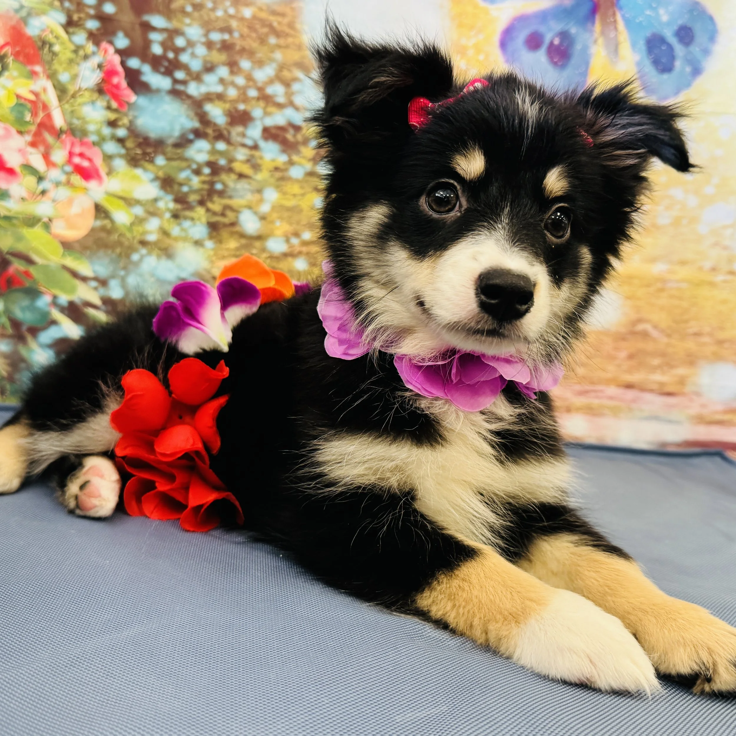 Mini Australian Shepherd  "Flower"  6lb  Female  DOB  3/17/2026