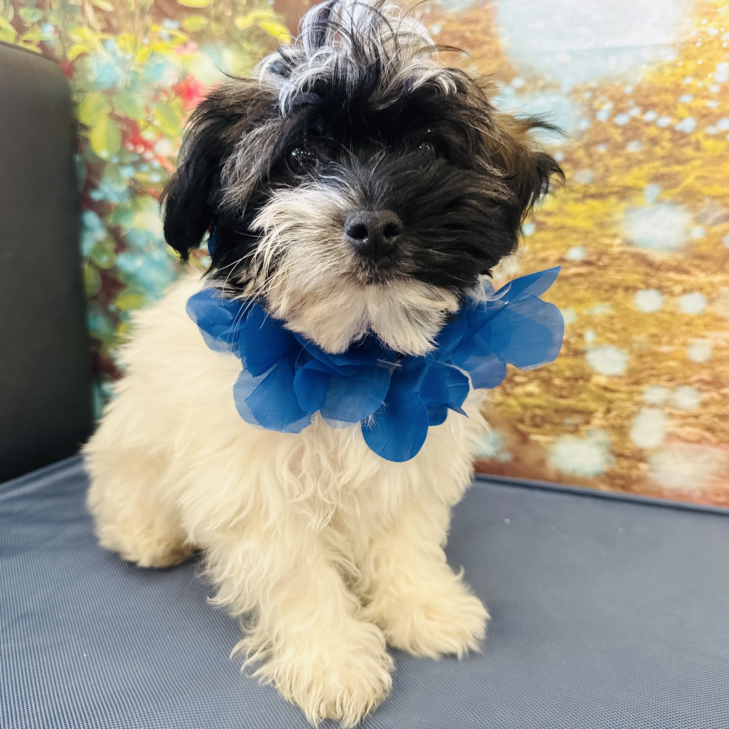 Havanese  "Puzzle"  4lb  Male  DOB  3/11/2026