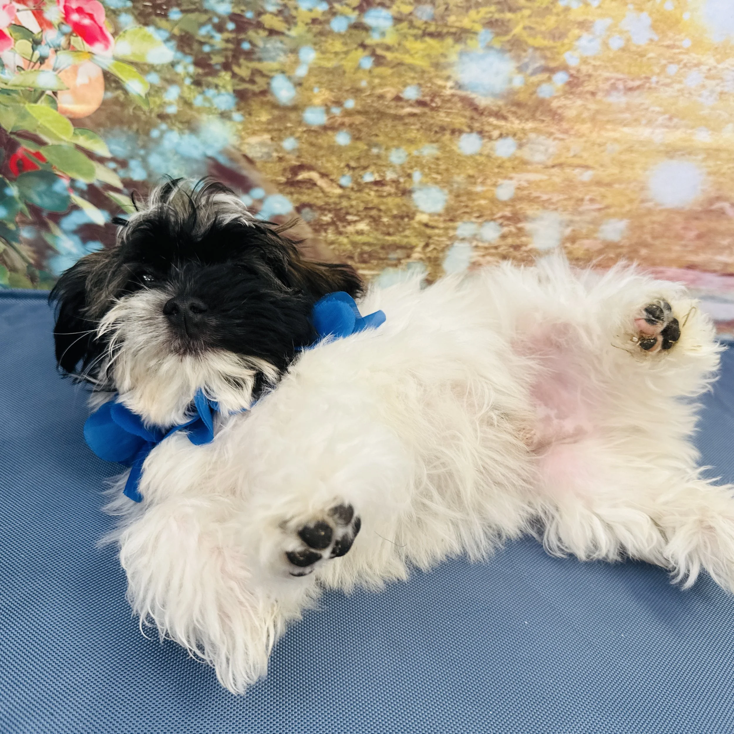 Havanese  "Puzzle"  4lb  Male  DOB  3/11/2026
