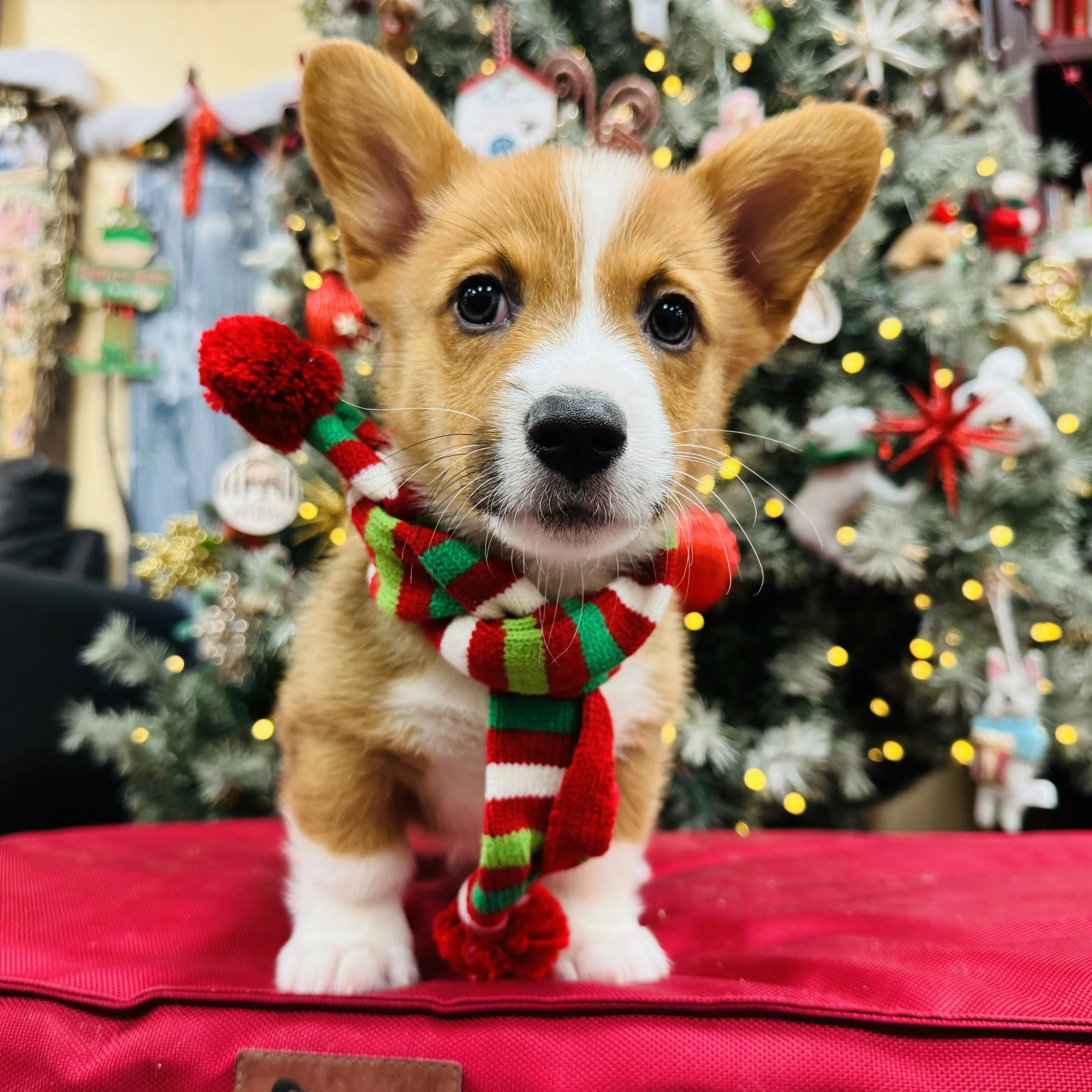 Corgi  "Pretzel"  6lb  Male  DOB  10/7/2025