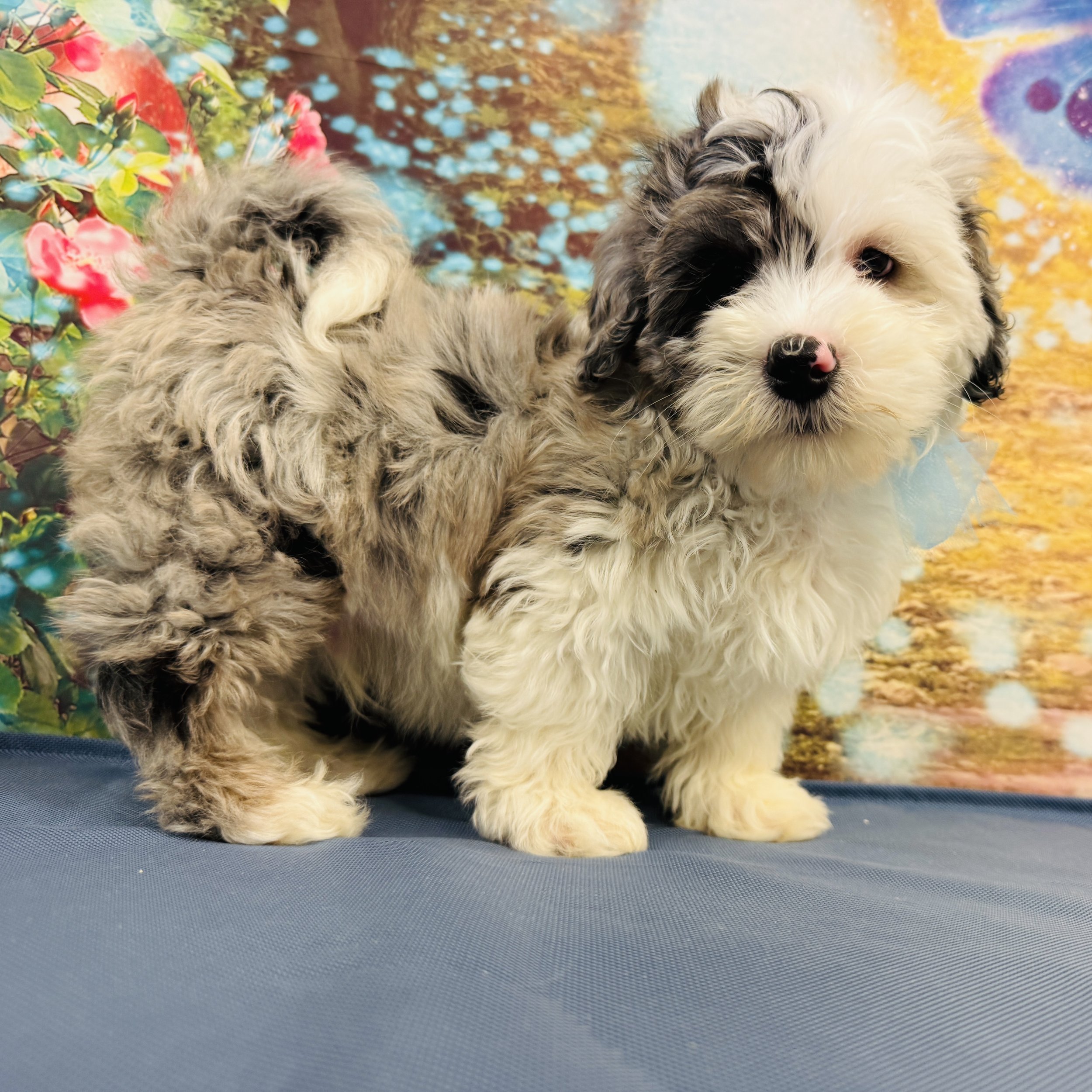 Mini Bernedoodle  "Dipper"  4lb  Male  DOB  2/23/2026