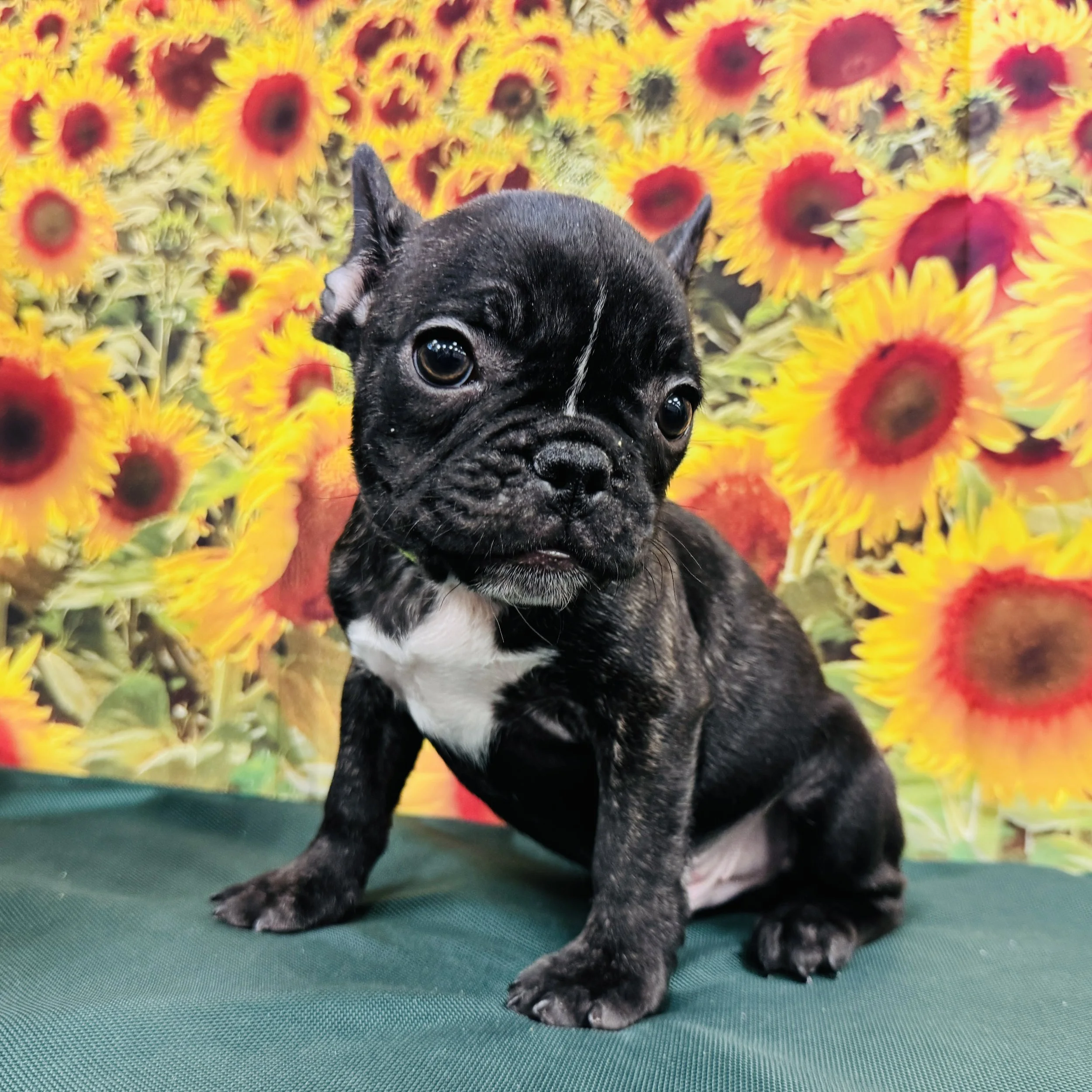Frenchie "Gatsby" 4.5lb Male DOB 6/7/2025