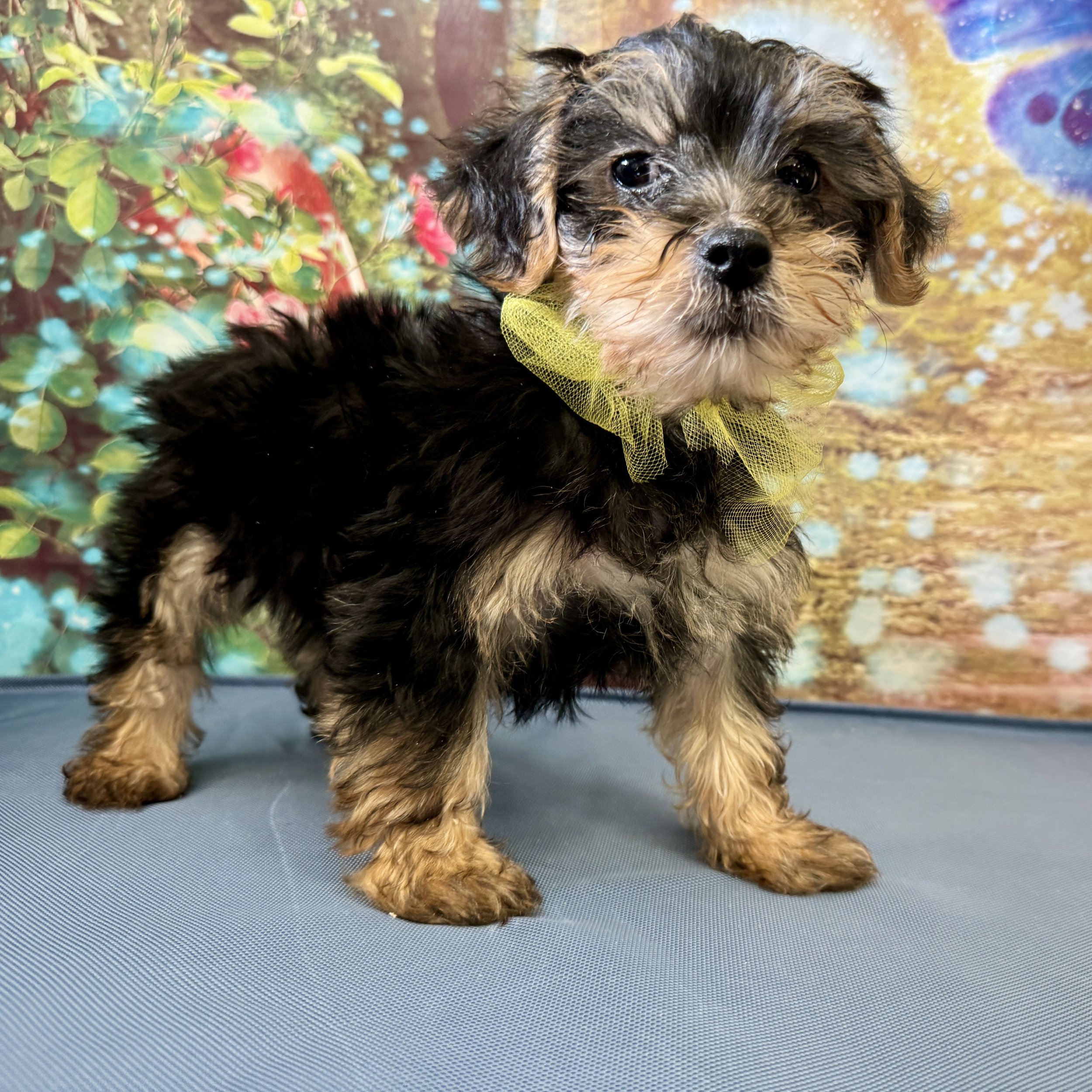 Yorkipoo  "Sir Caduggan"  3lb  Male  DOB  3/6/2026