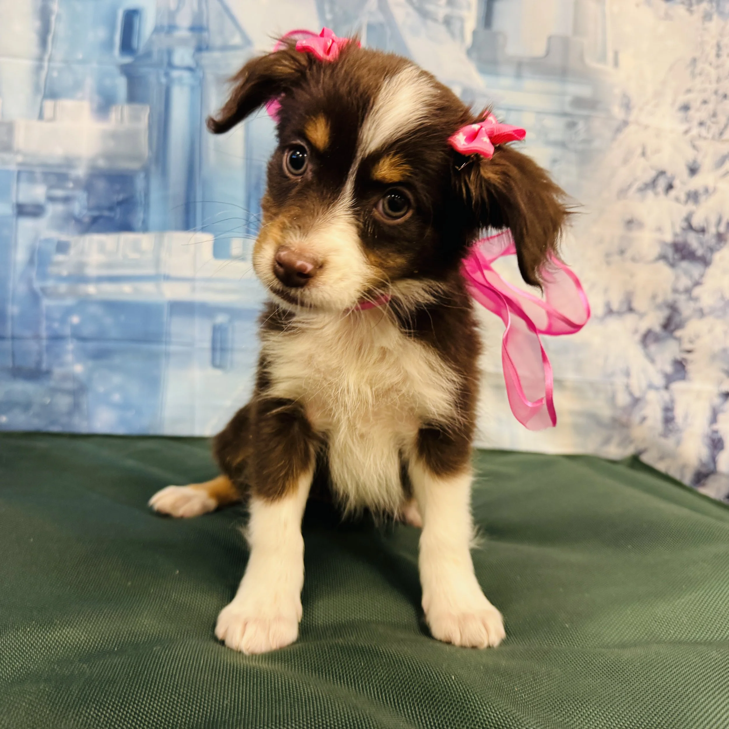 Mini Australian Shepherd "Firefly"  4lb  Female  DOB  11/13/2025