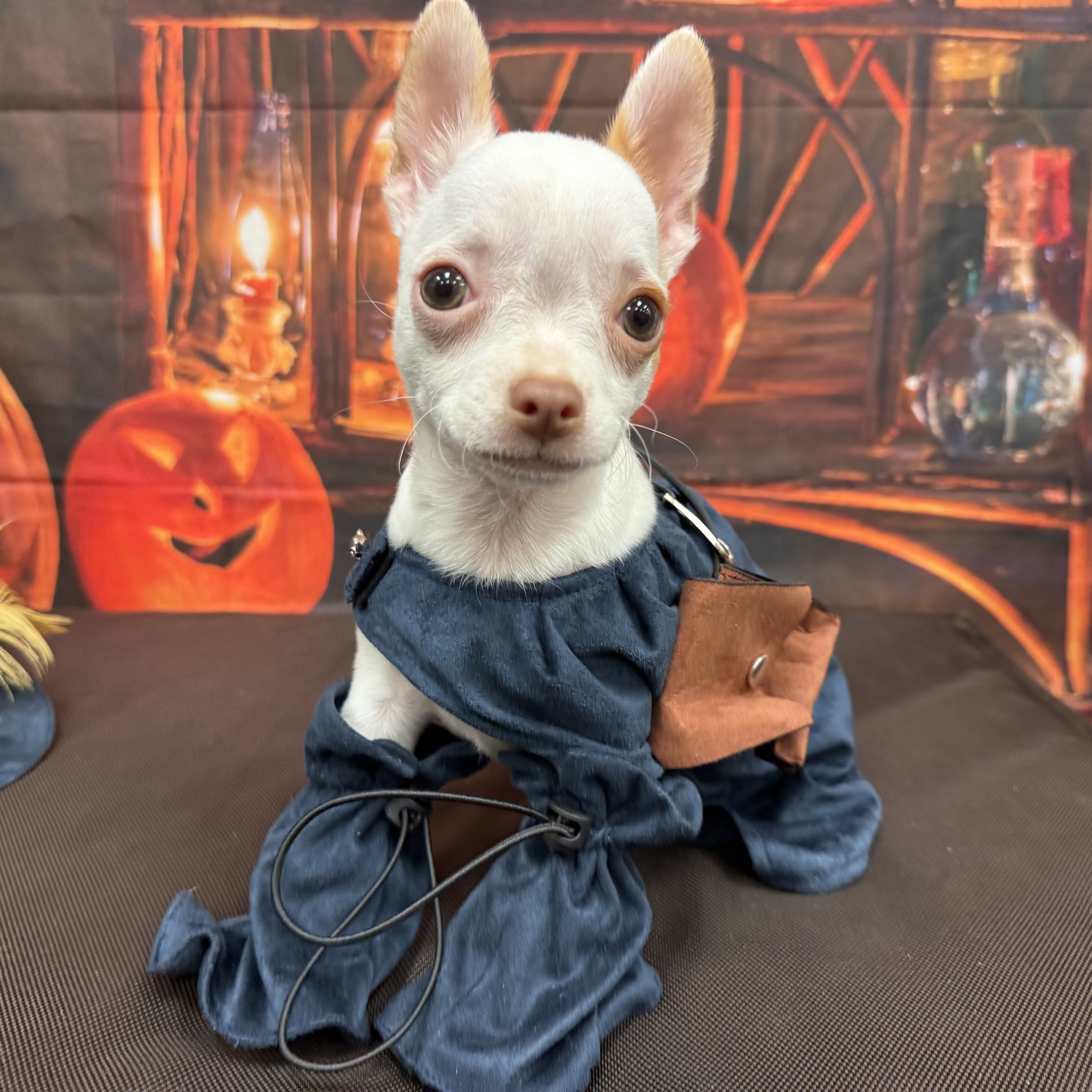 Chihuahua  "Ghost"  2lb  Male  DOB  7/11/2026