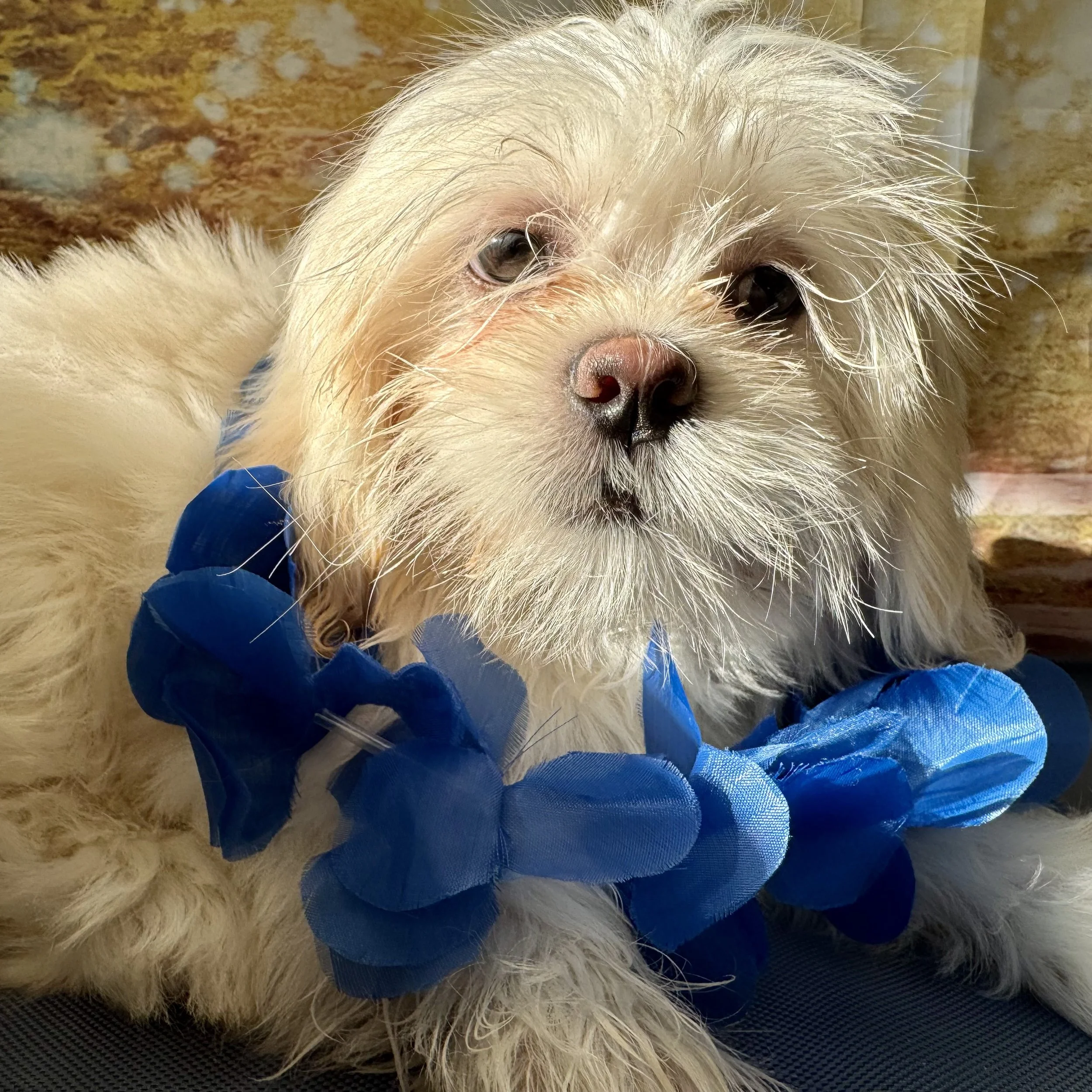 Shih Apso  "Little Fella"  7lb  Male  DOB  4/6/2026