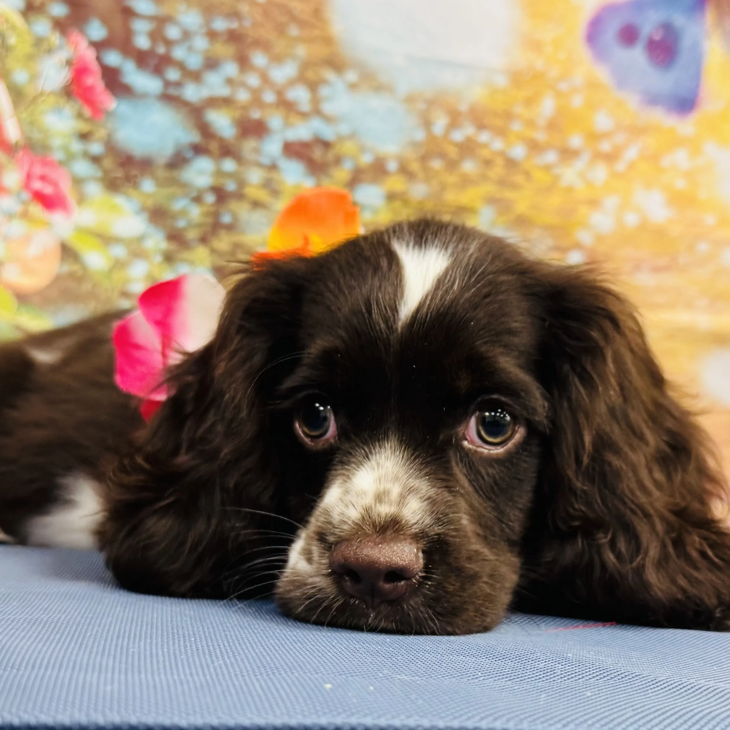 Cocker Spaniel  "Auggie"  7lb  Male  DOB  4/22/2026