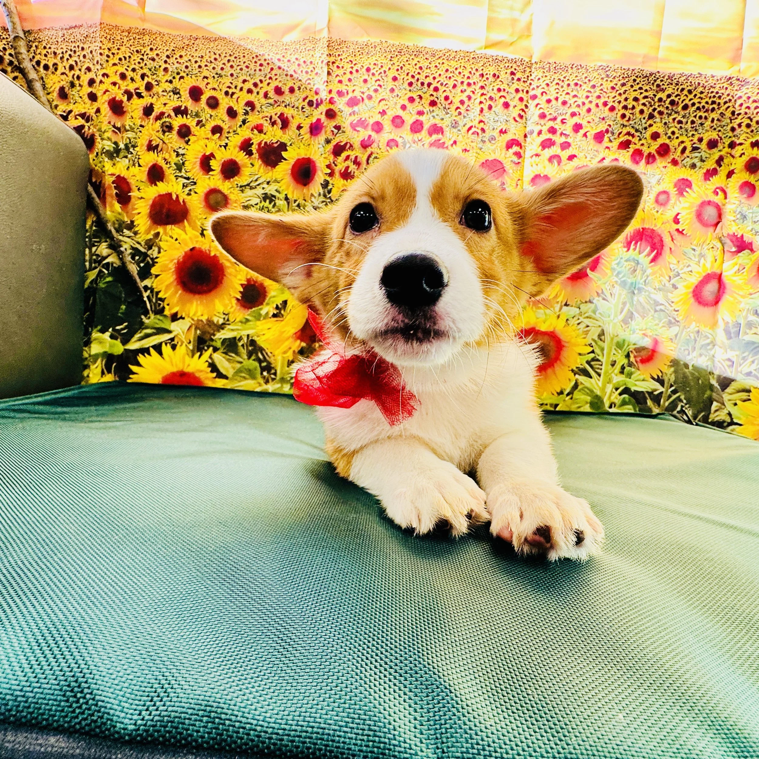 Corgi "Bebop" 7.5lb Male DOB 5/26/2025