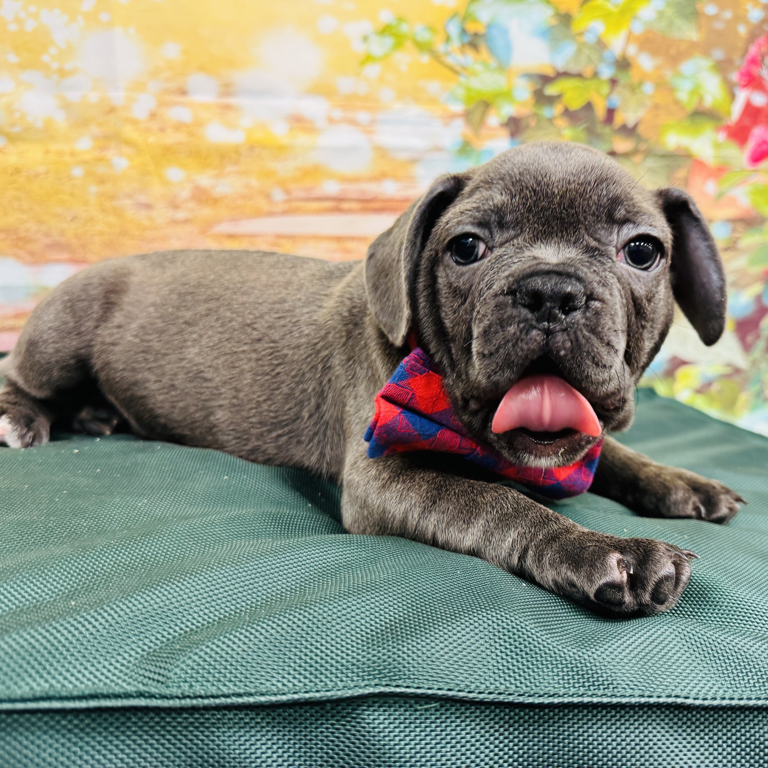 Frenchie "Grover" 6.10lb Male DOB 4/19/2025