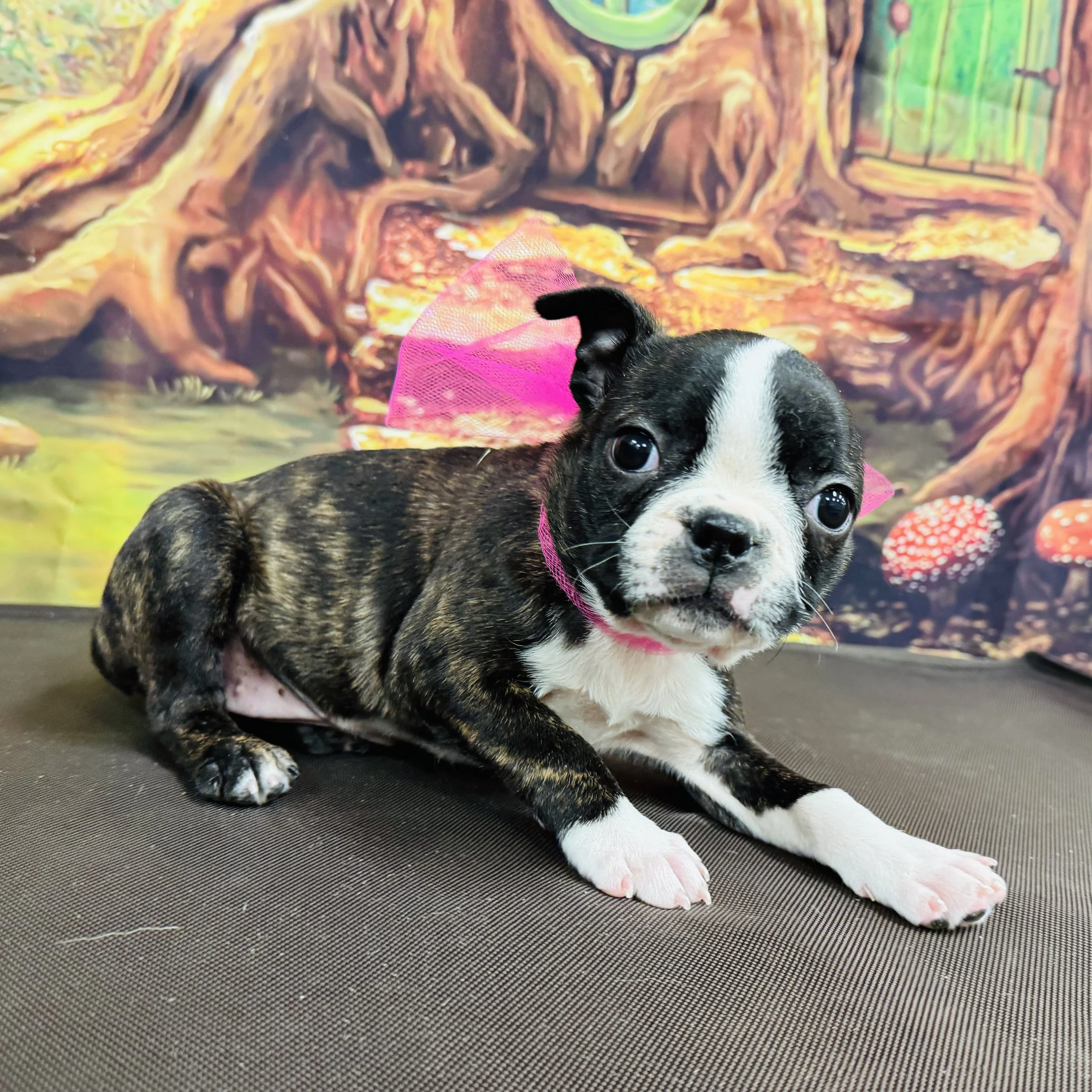 Boston Terrier  "Jellybean"  4.5lb  Female  DOB  12/28/2025