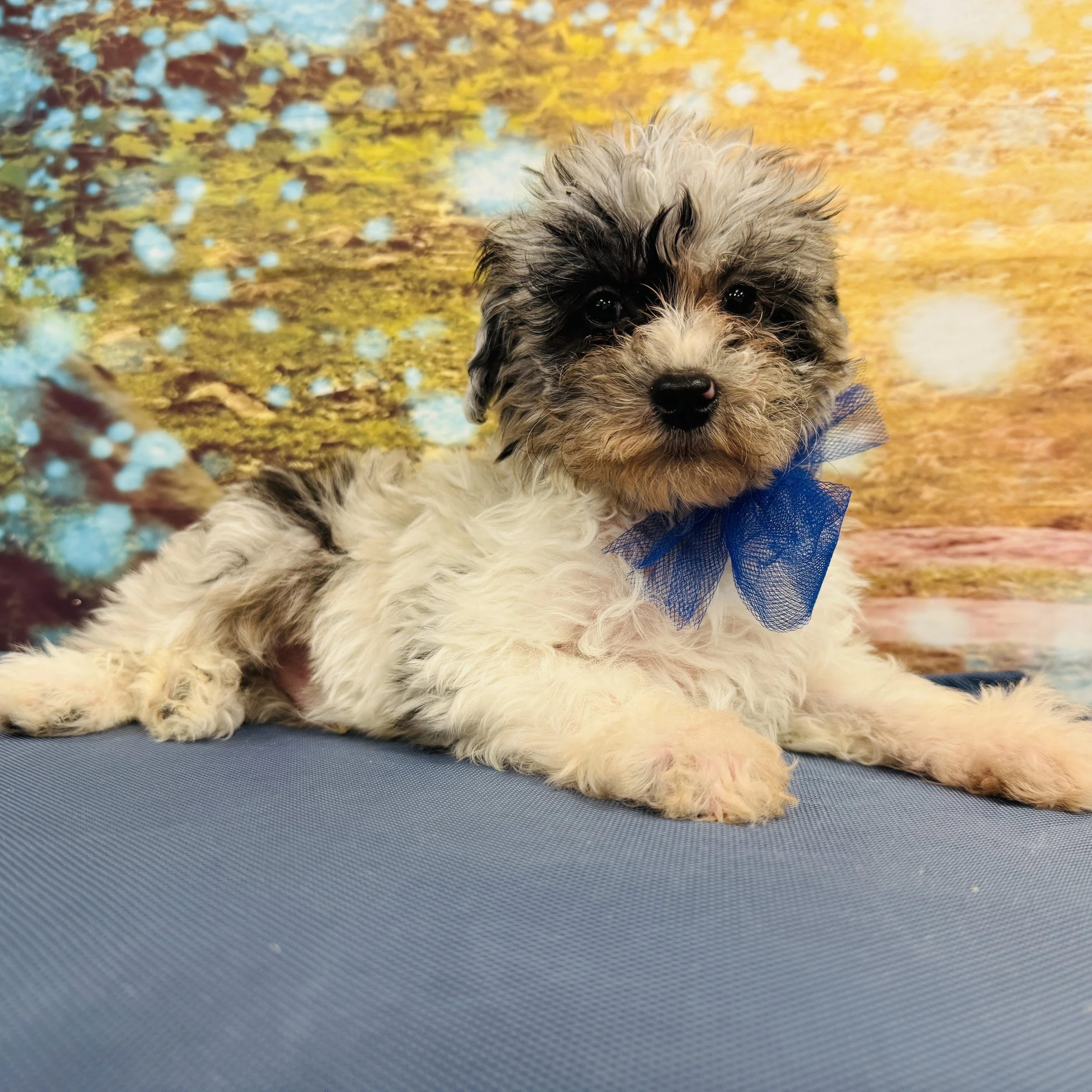 Mini Sheepadoodle 2nd gen  "Samson"  2.4lb  Male  DOB  2/8/2026