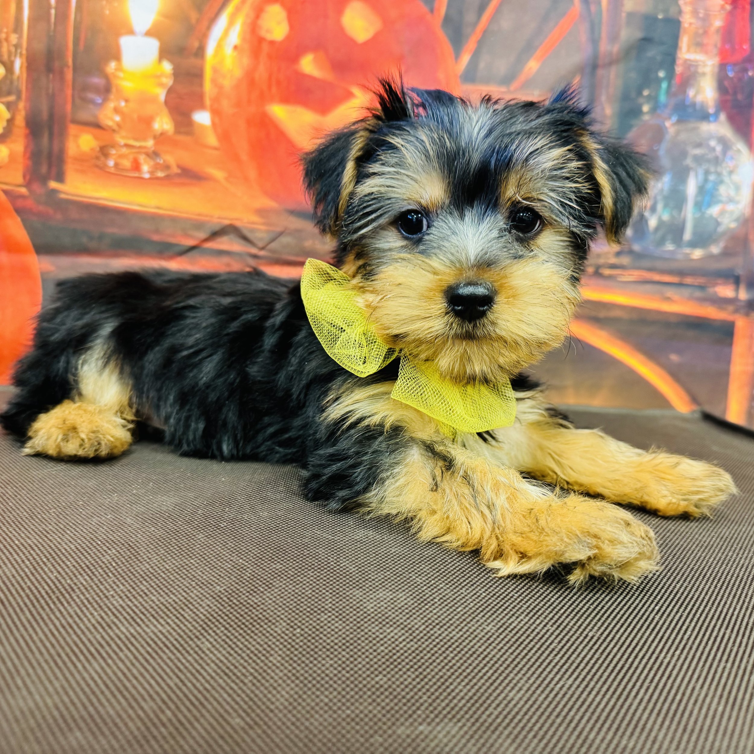 Yorkie  "Havoc"  3lb  Male  DOB  7/3/2026