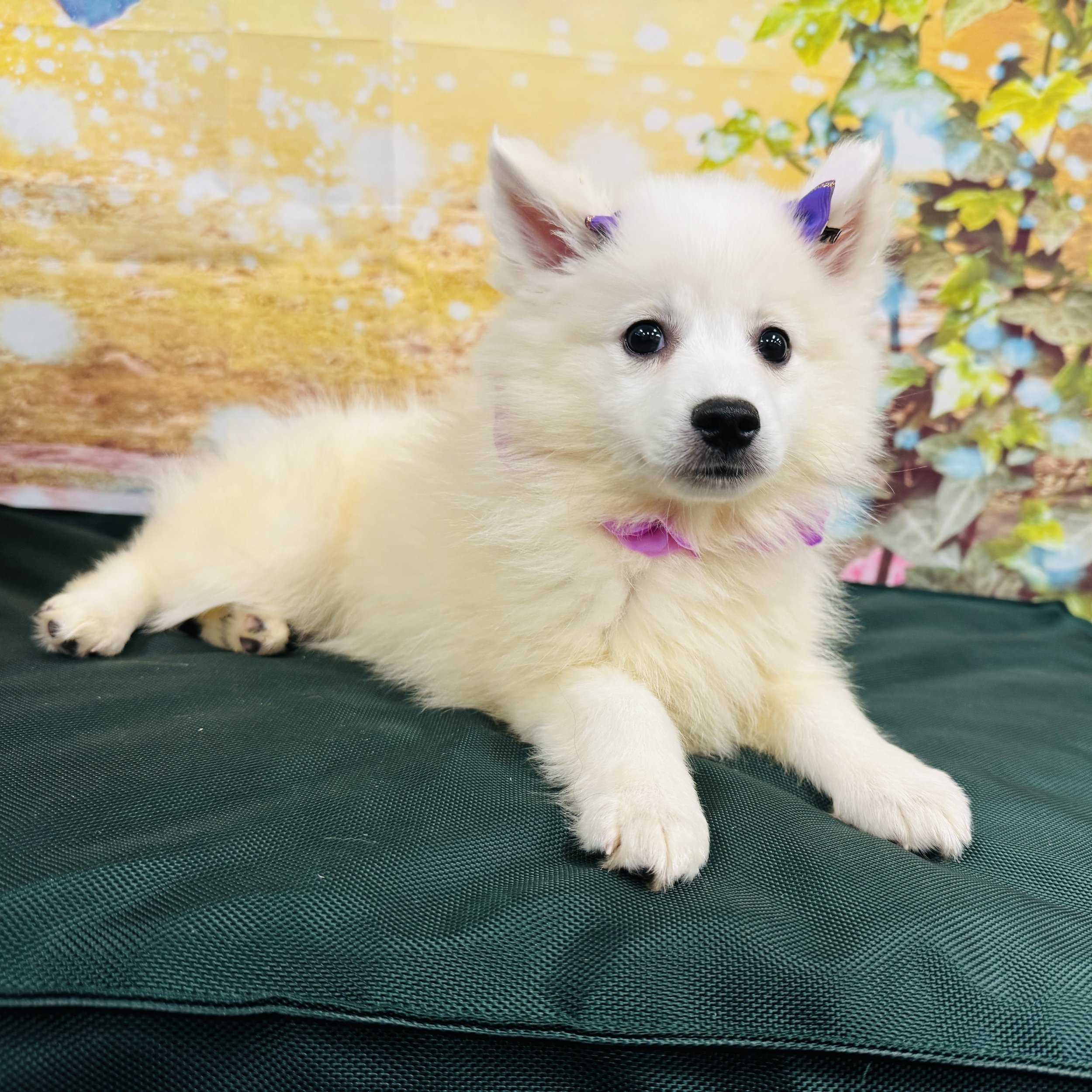 Mini American Eskimo "Adeline" 4.6lb Female DOB 4/13/2025