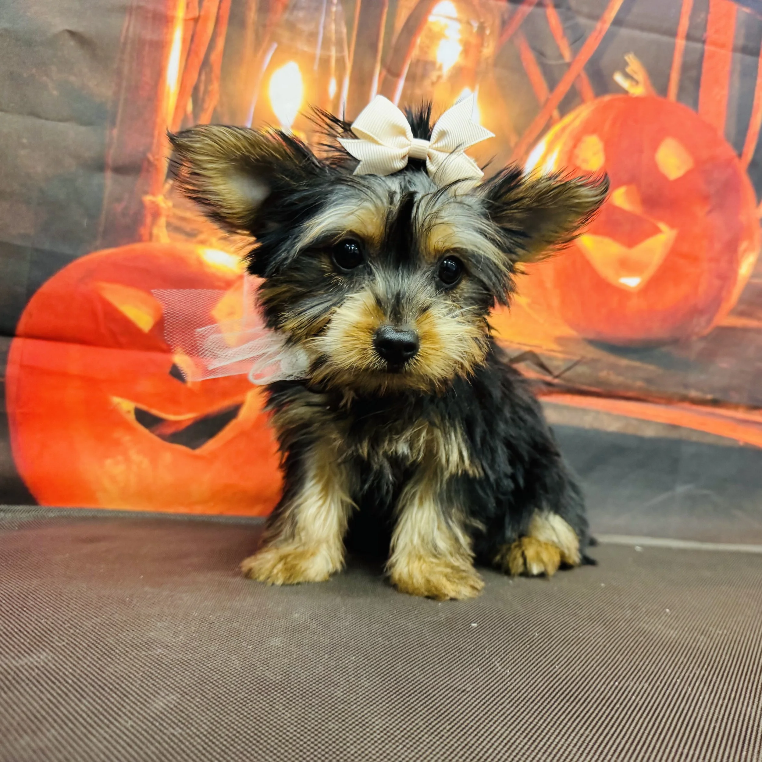 Silky  "Trinket"  2lb  Female  DOB  6/26/2026