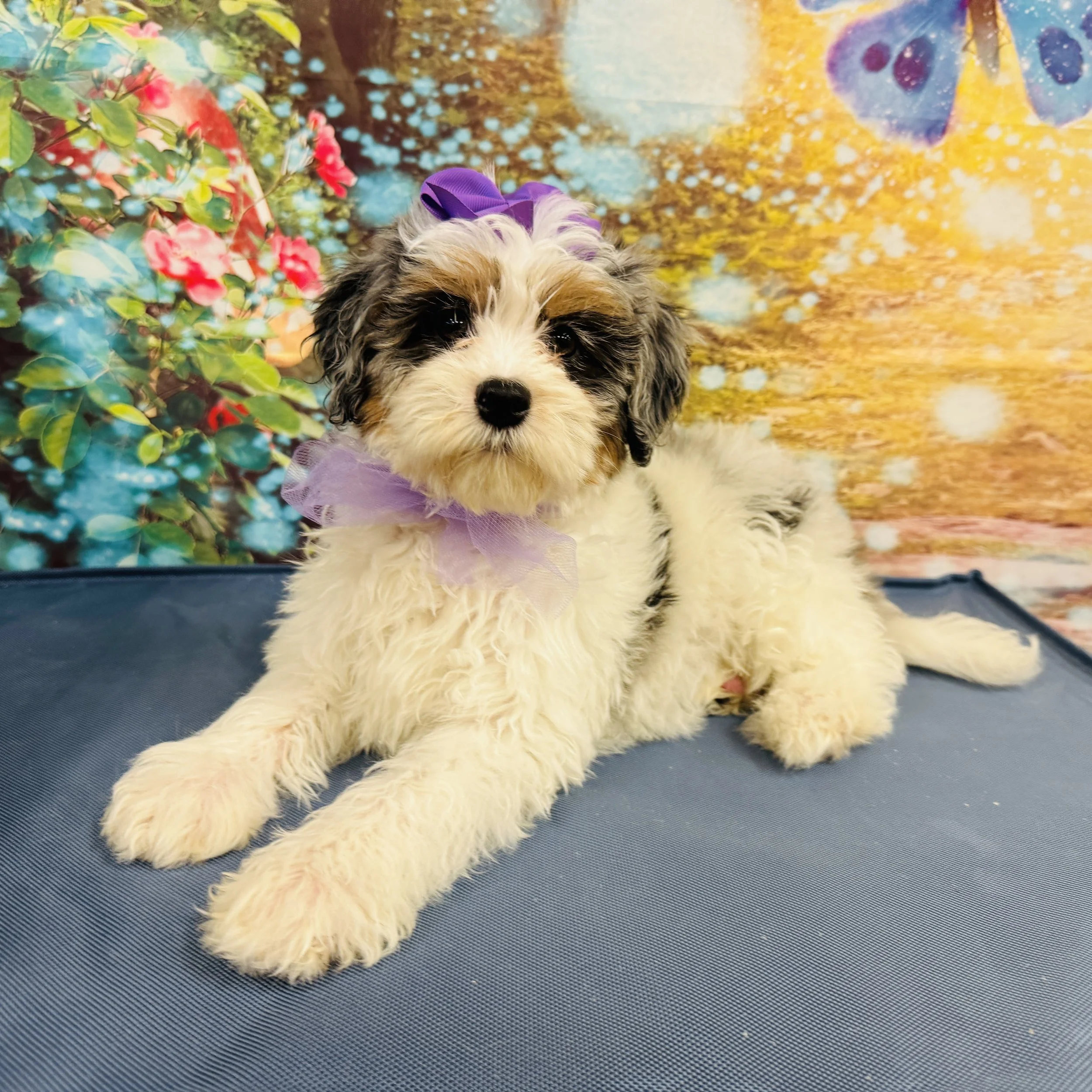 Mini Bernedoodle  "Panda"  6lb  Female  DOB  2/23/2026