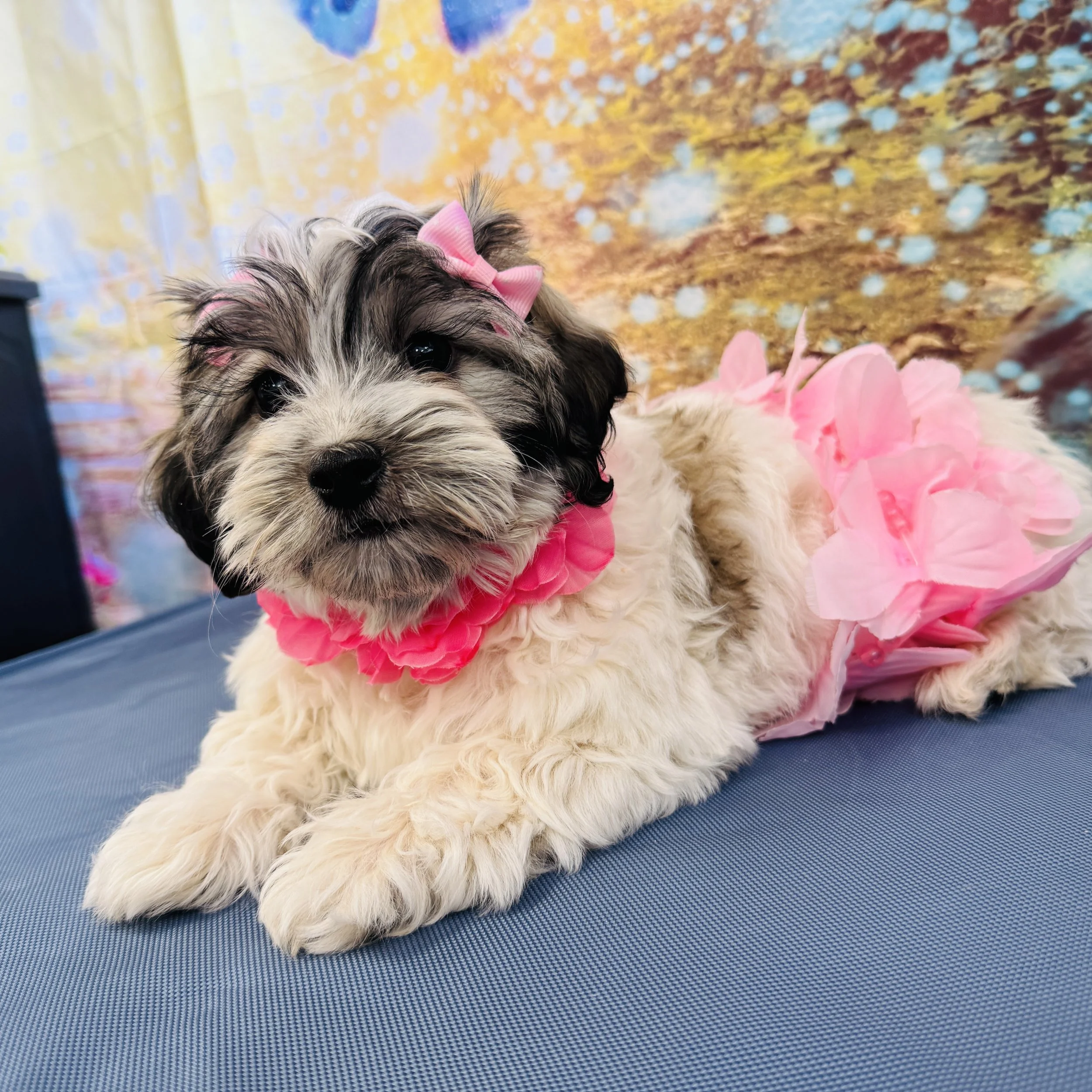 Coton de Tulear  "Crescent"   5lb  Female  DOB  3/16/2026
