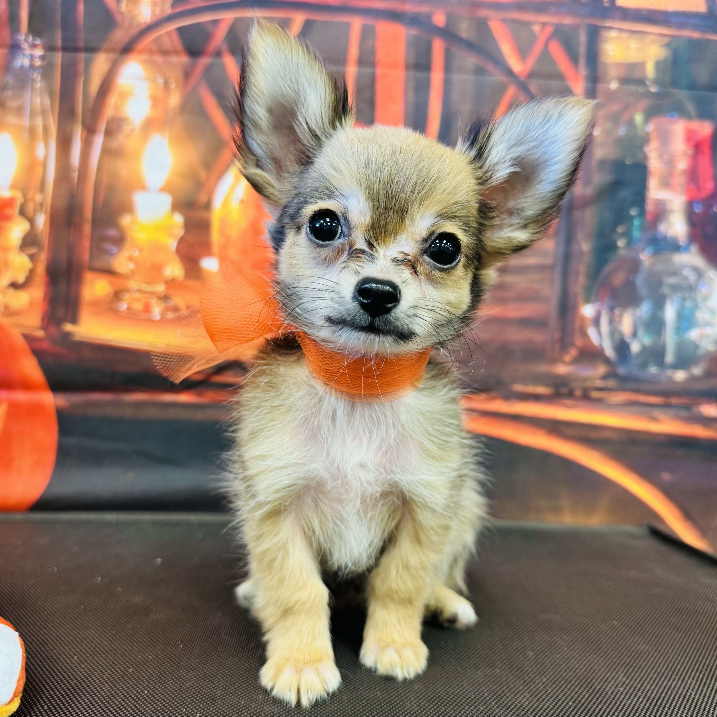 Chihuahua   "Neutered" :)   "Acorn"  2lb  Male  DOB  7/6/2026