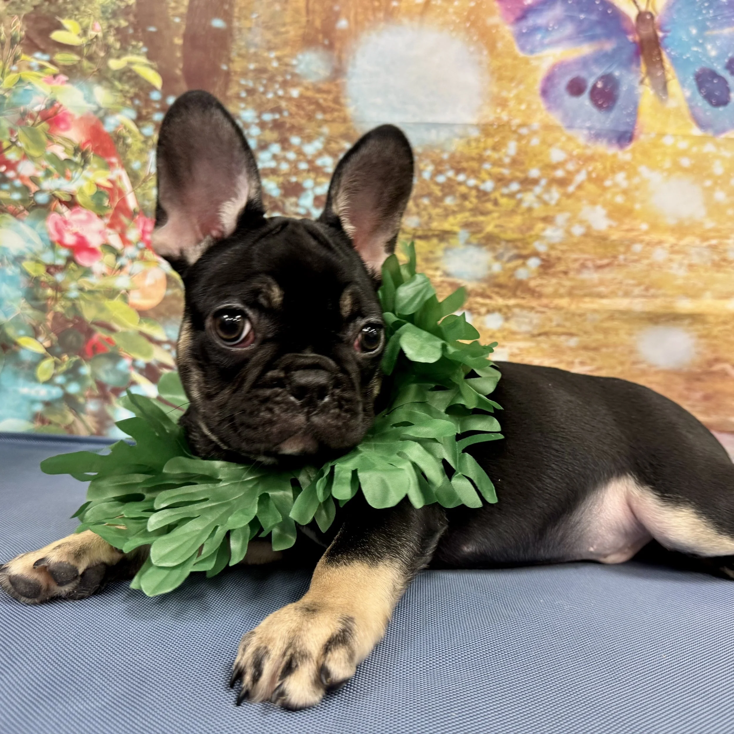 Frenchie   "Nomad"  8lb  Male  DOB  5/3/2026