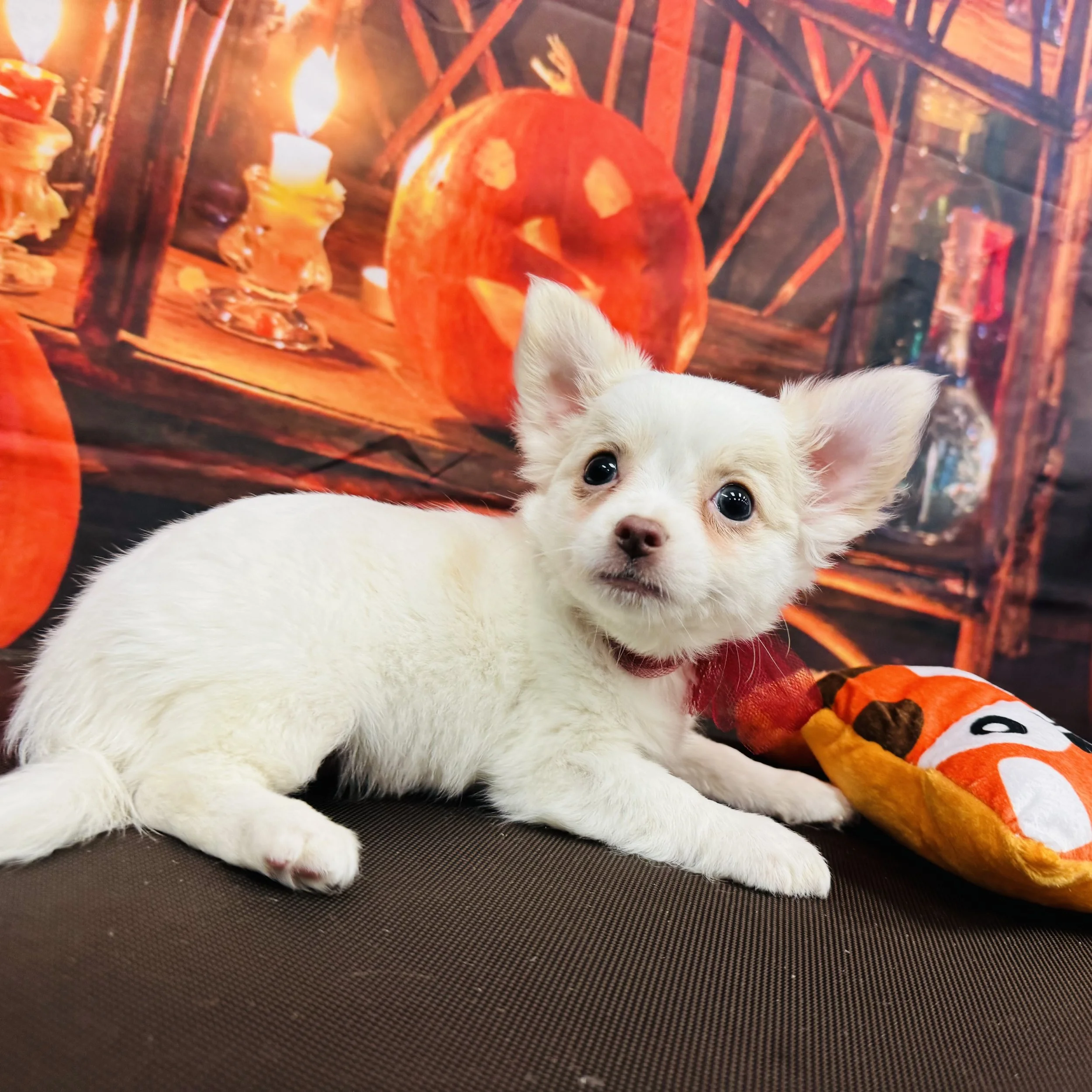 Chihuahua     "Sprite"  2lb  Male  DOB  7/11/2026