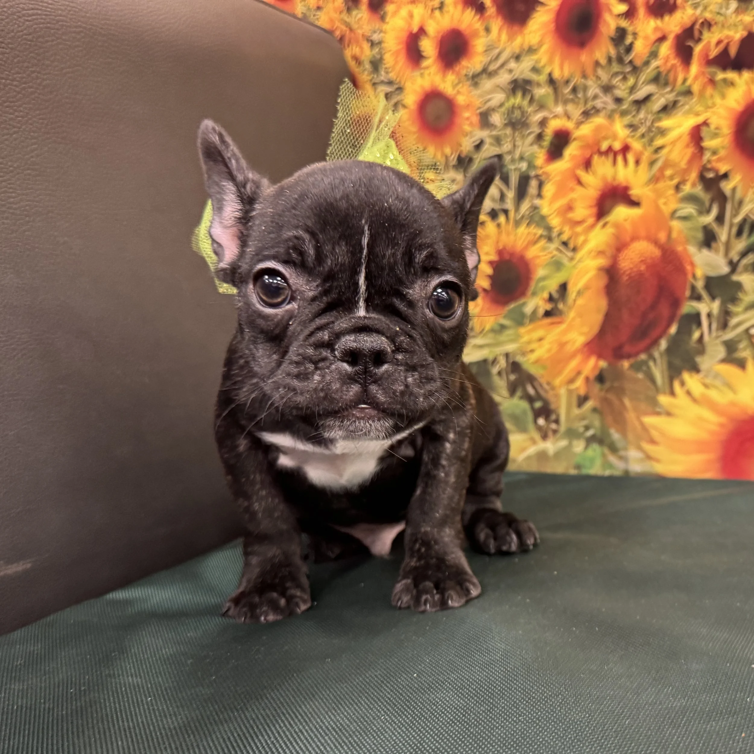 Frenchie "Gatsby" 4.5lb Male DOB 6/7/2025