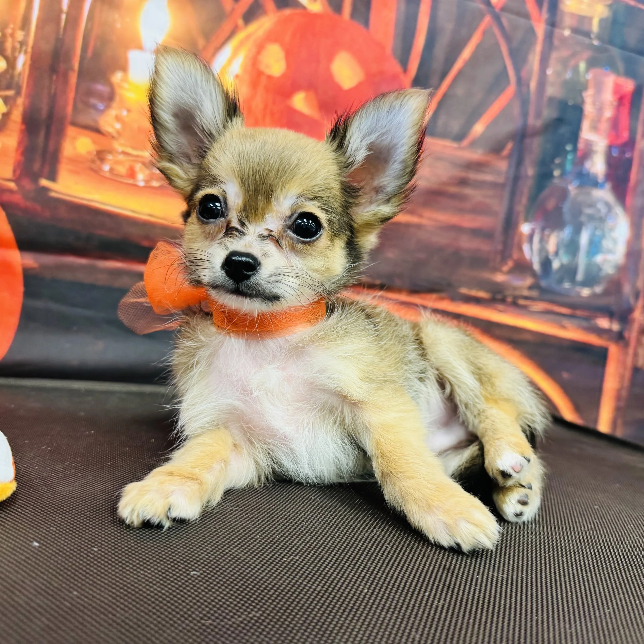 Chihuahua   "Neutered" :)   "Acorn"  2lb  Male  DOB  7/6/2026