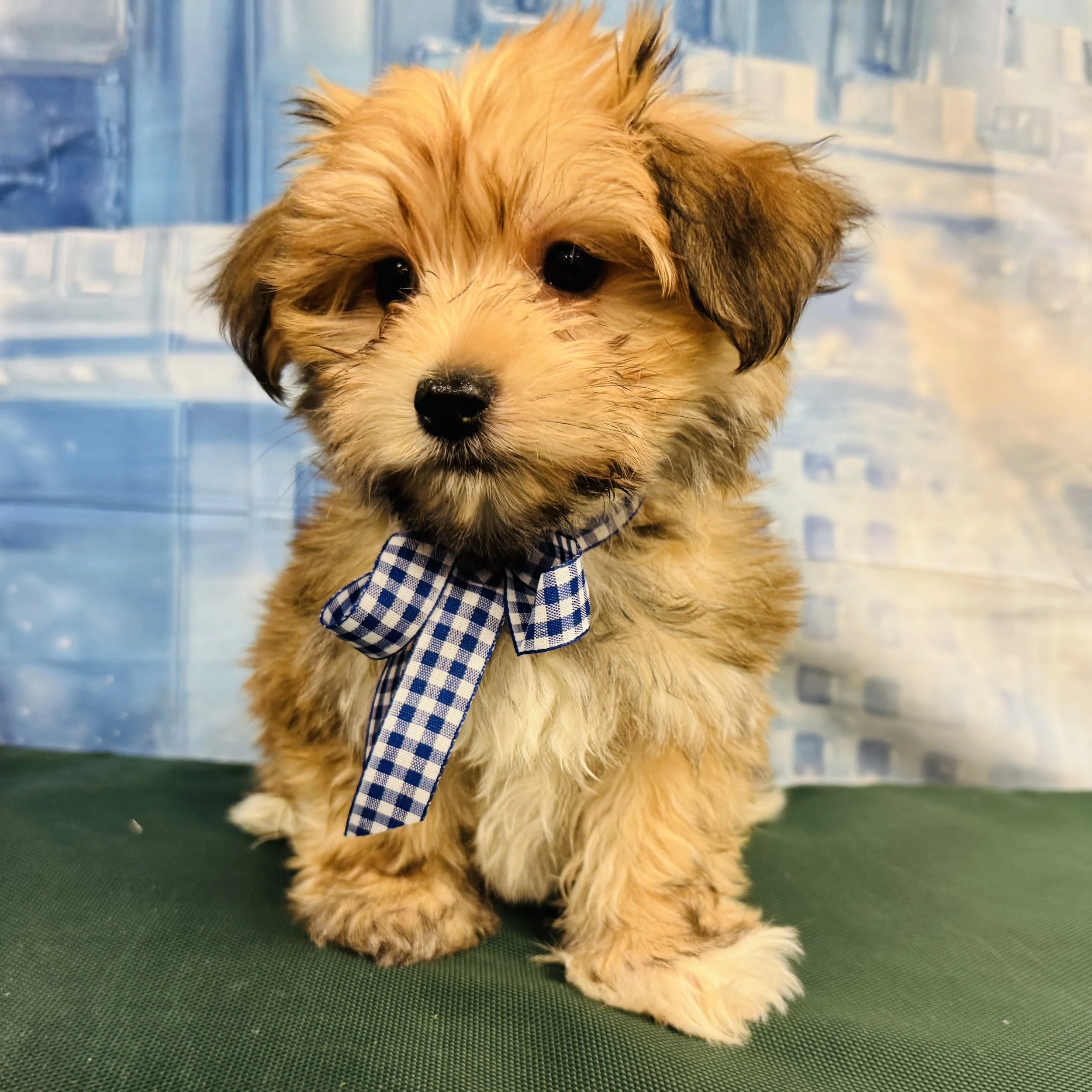 Morkie  "Sir Archibald Wagsworth"  3lb  Male  DOB  11/2/2025