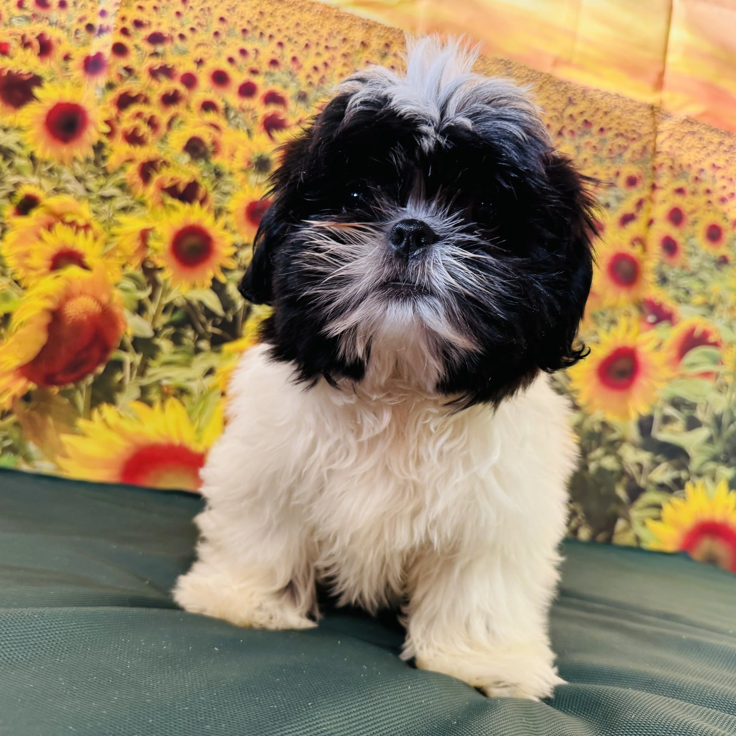 Shih Tzu "Mugsy" 5.5lb Male 5/8/2025