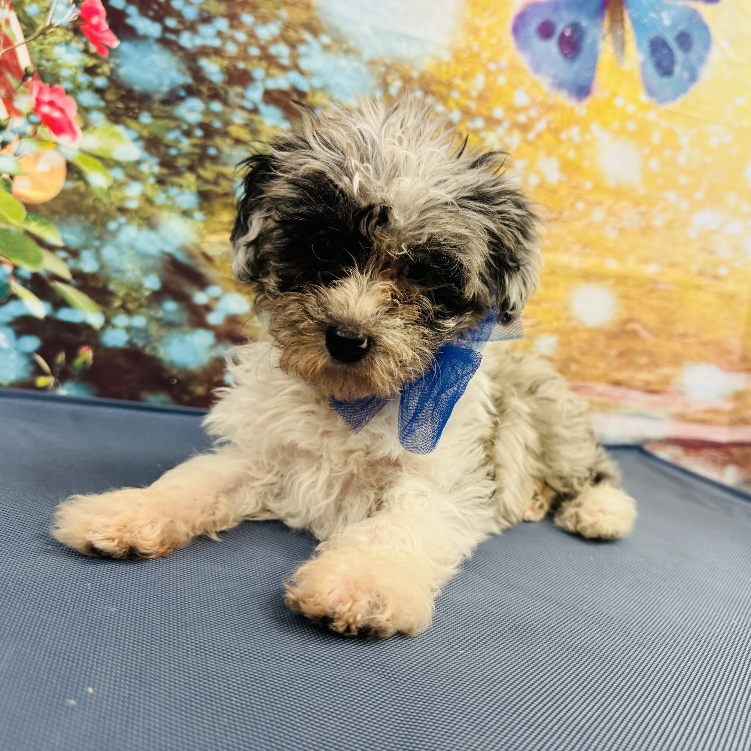 Mini Sheepadoodle 2nd gen  "Samson"  2.4lb  Male  DOB  2/8/2026