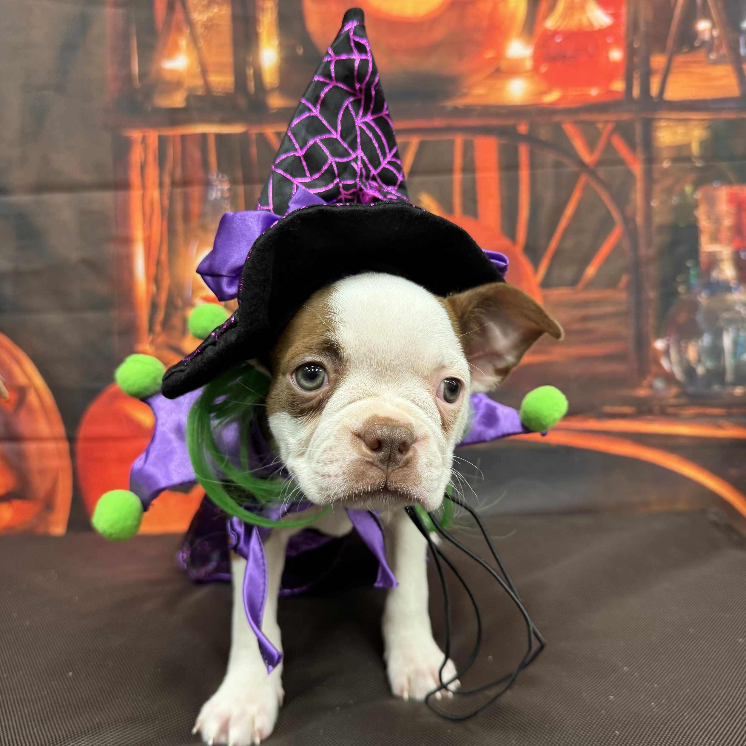 Boston Terrier  "Cheerio"   4lb  Female  DOB  
8/23/2026
