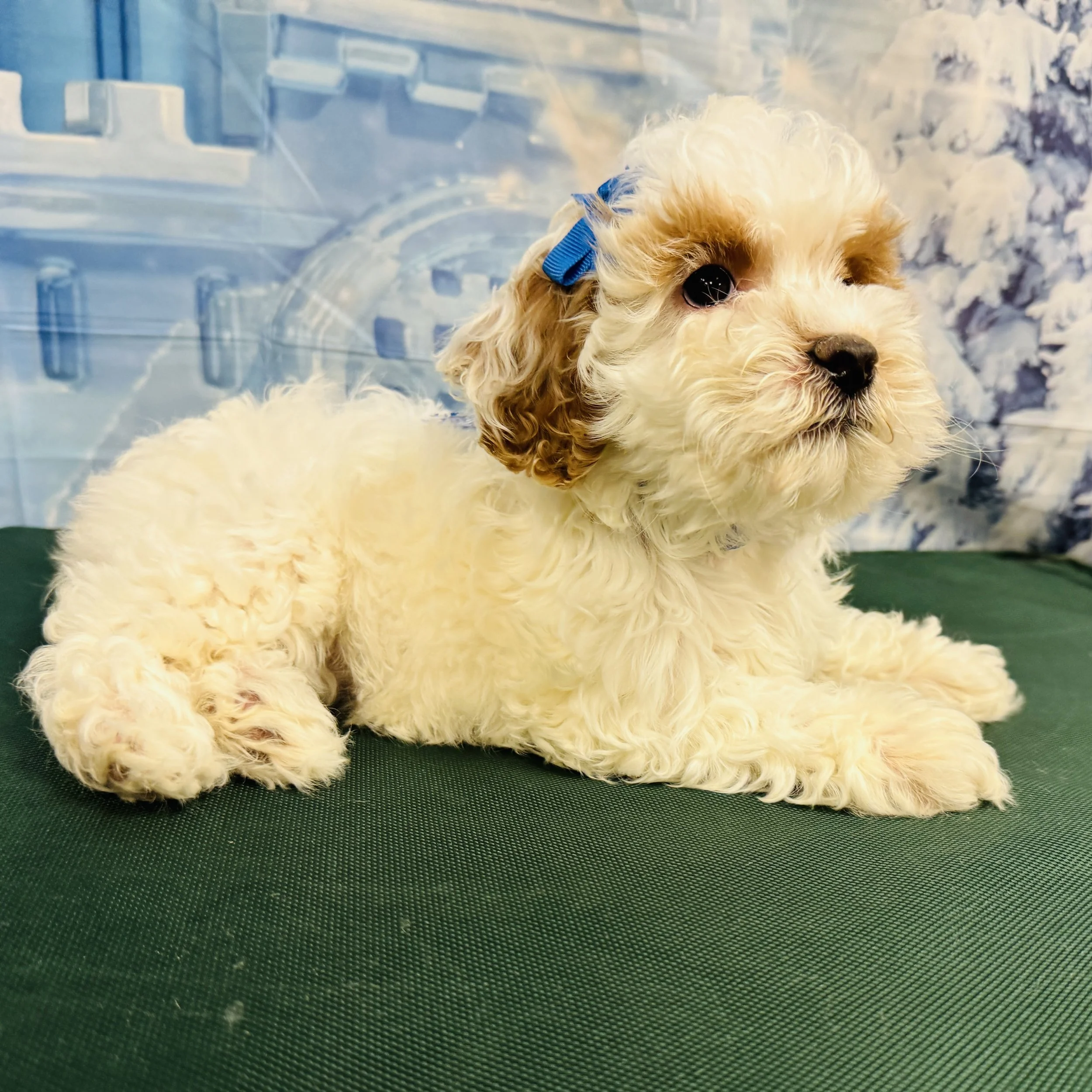 Cockapoo 2nd Gen "Cheesecake"  3lb  Female  DOB  11/3/2025