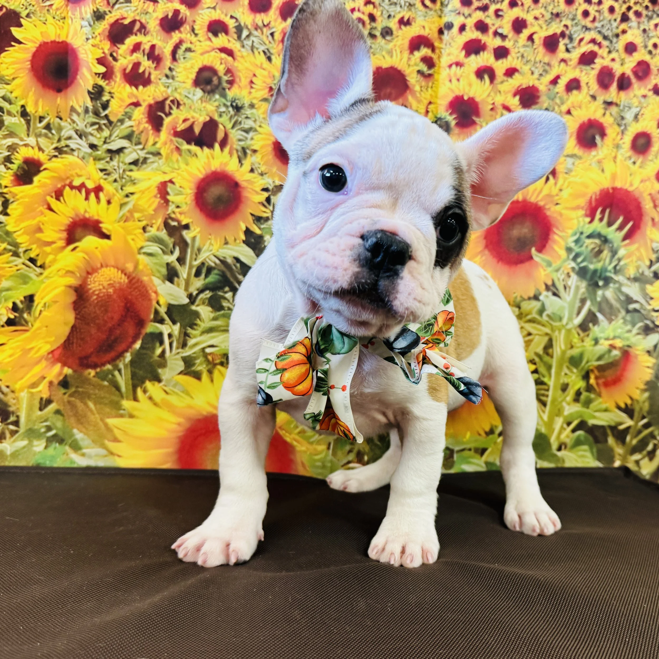 Frenchie "Pot Roast" 7lb Male DOB 6/30/2025
