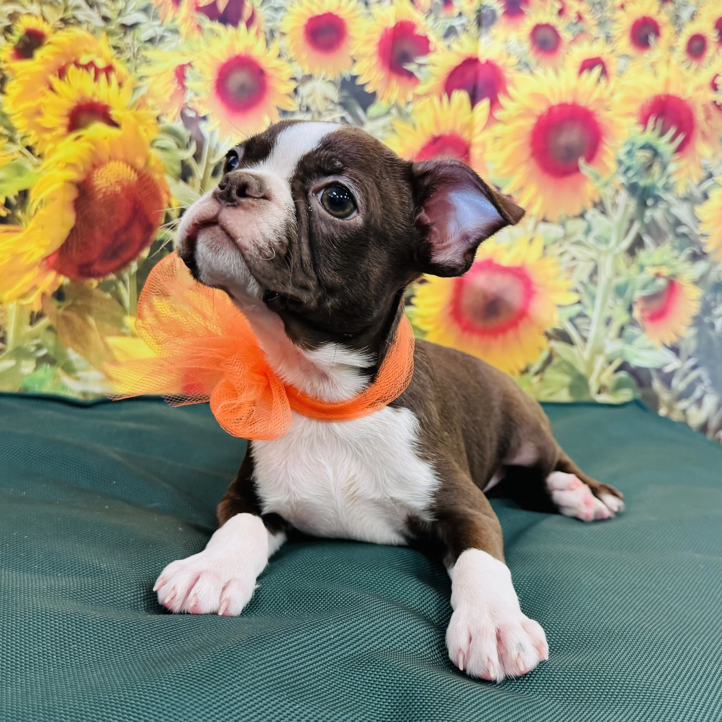 Boston Terrier "Zelda" 4.5lb Female DOB 6/20/2025