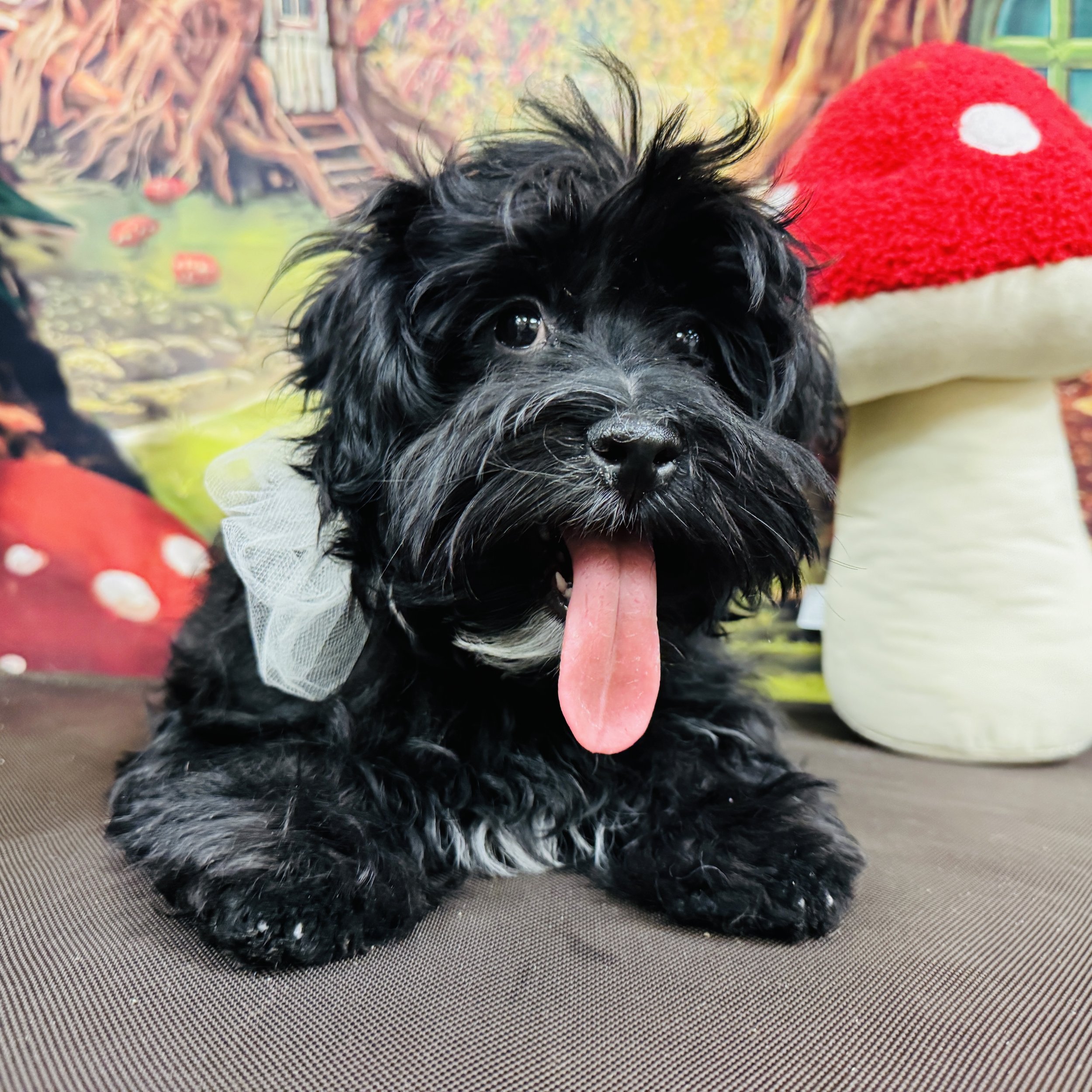 Havanese  "Dash"  7lb  Male  DOB  10/7/2025