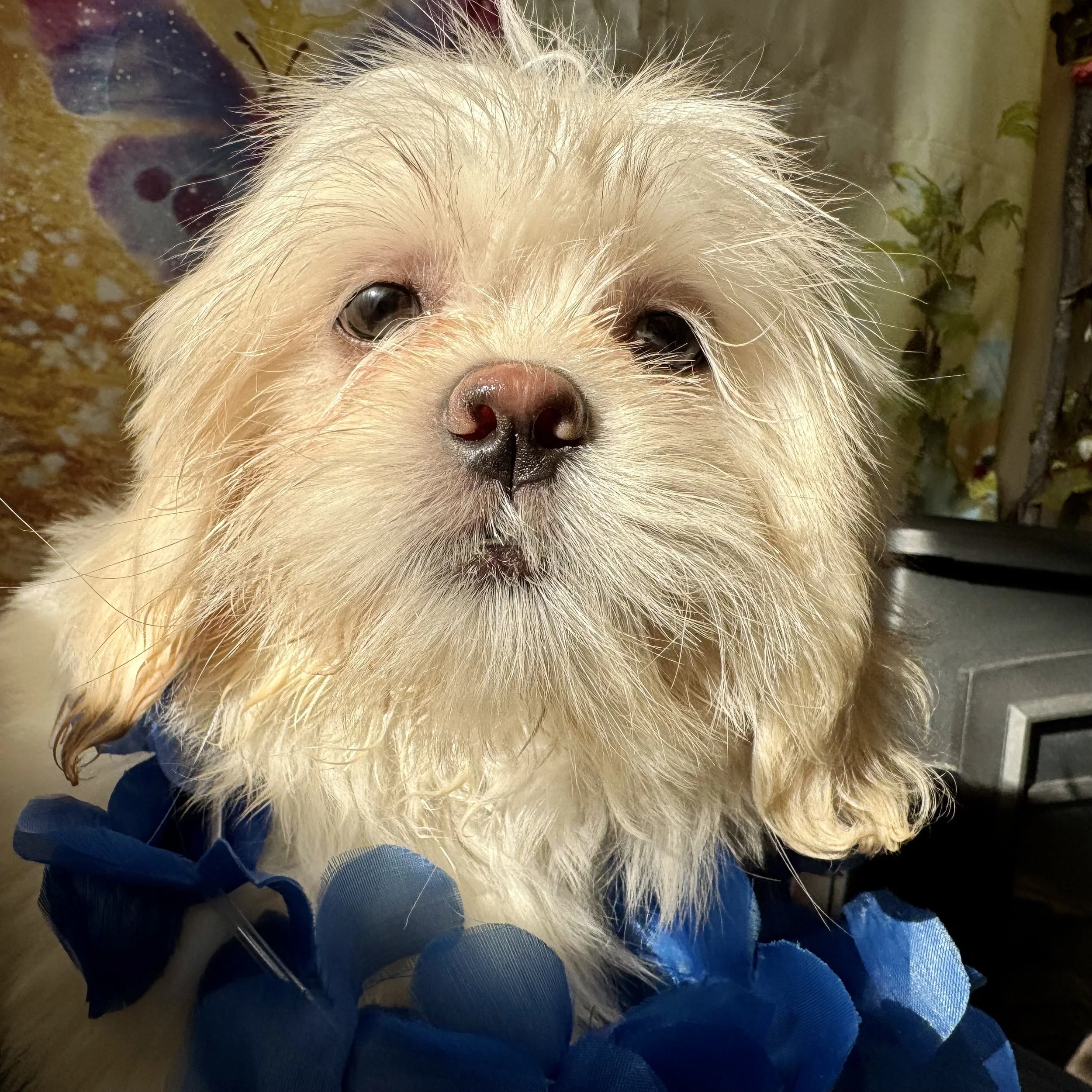 Shih Apso  "Little Fella"  7lb  Male  DOB  4/6/2026