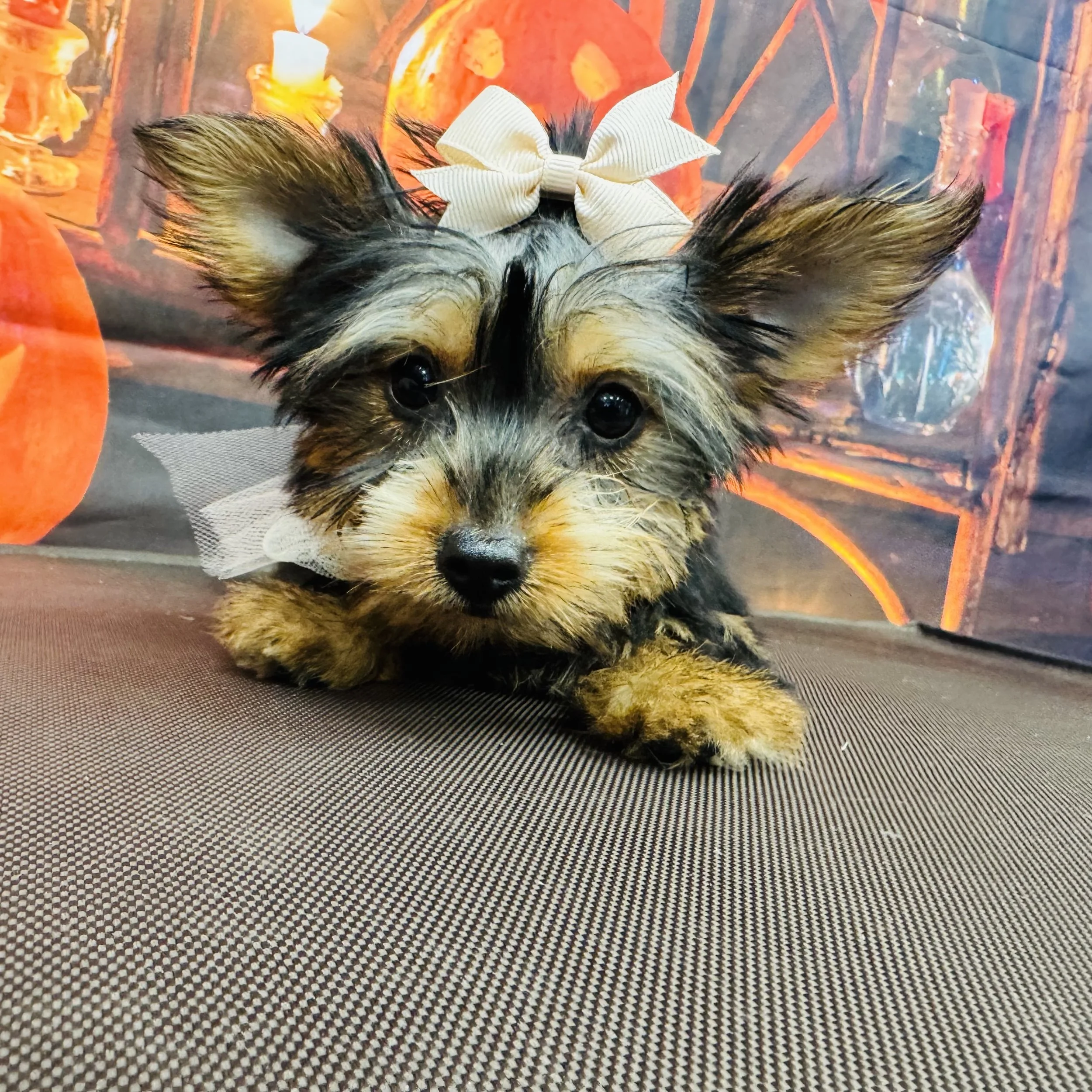 Silky  "Trinket"  2lb  Female  DOB  6/26/2026