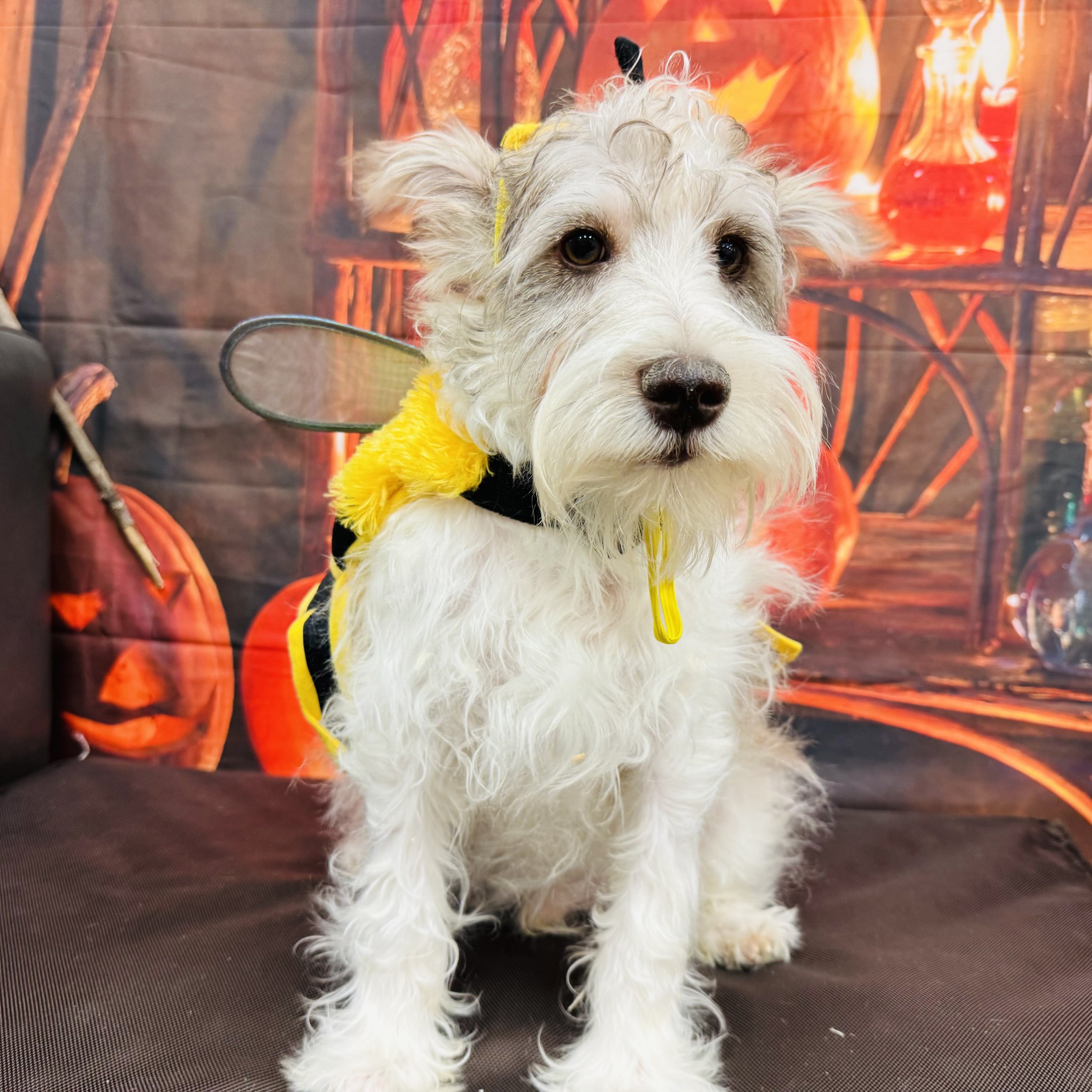 Mini Schnauzer  "Aspen"  11lb  Male   DOB  5/15/2026