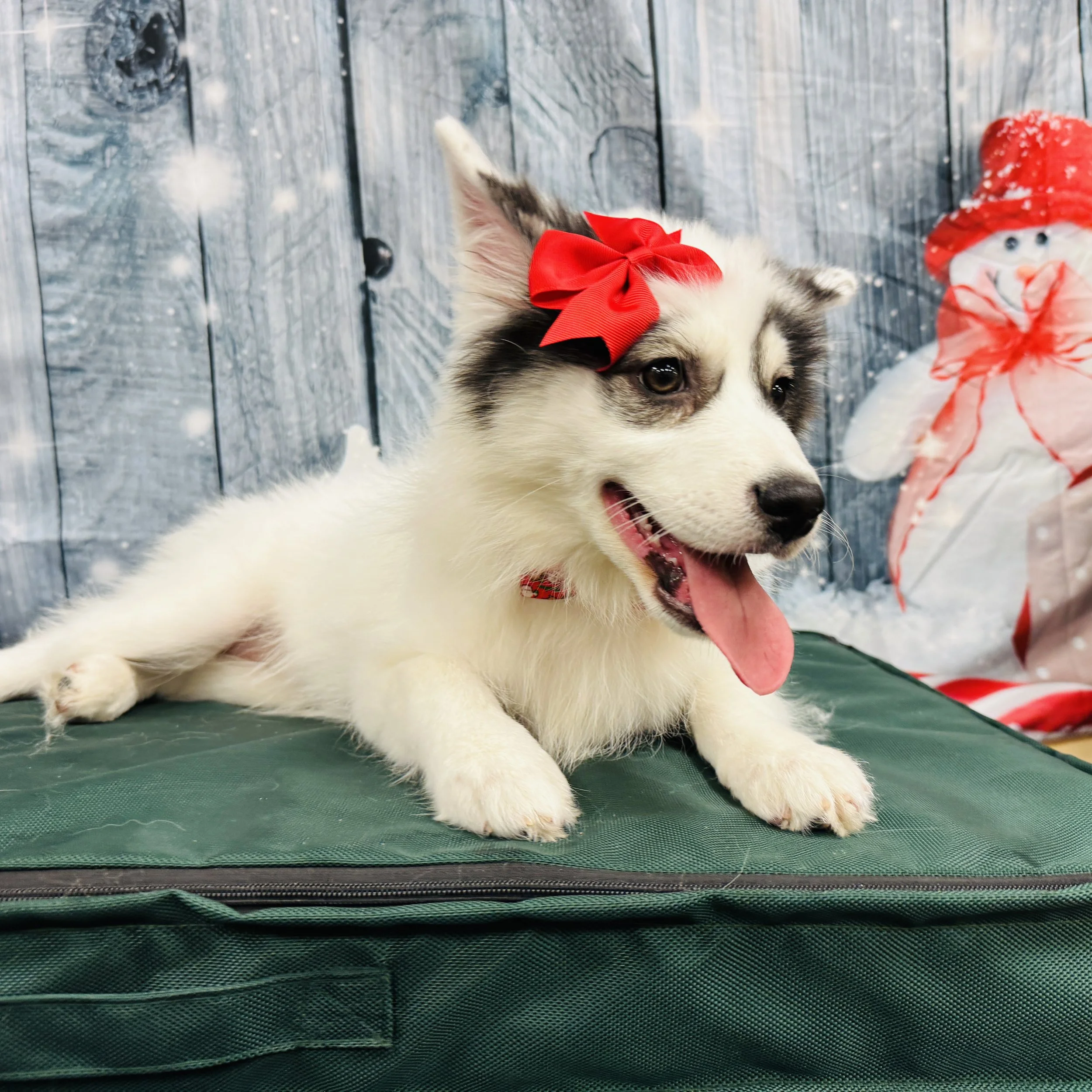 Pomsky   "Persephone"   12b  Female  DOB  8/3/2025