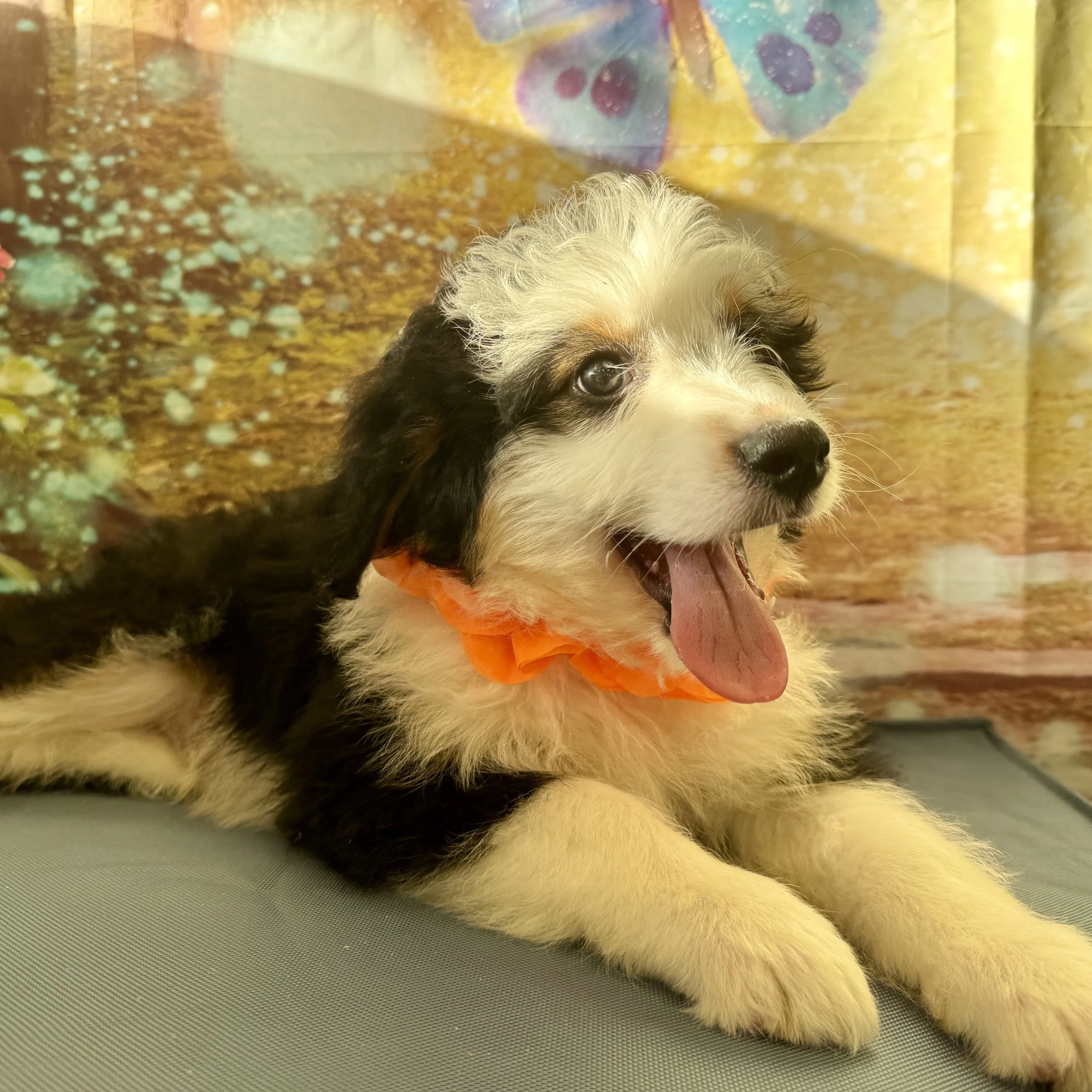 Aussiedoodle  "Hollywood"  8lb  Male  DOB  3/29/2026